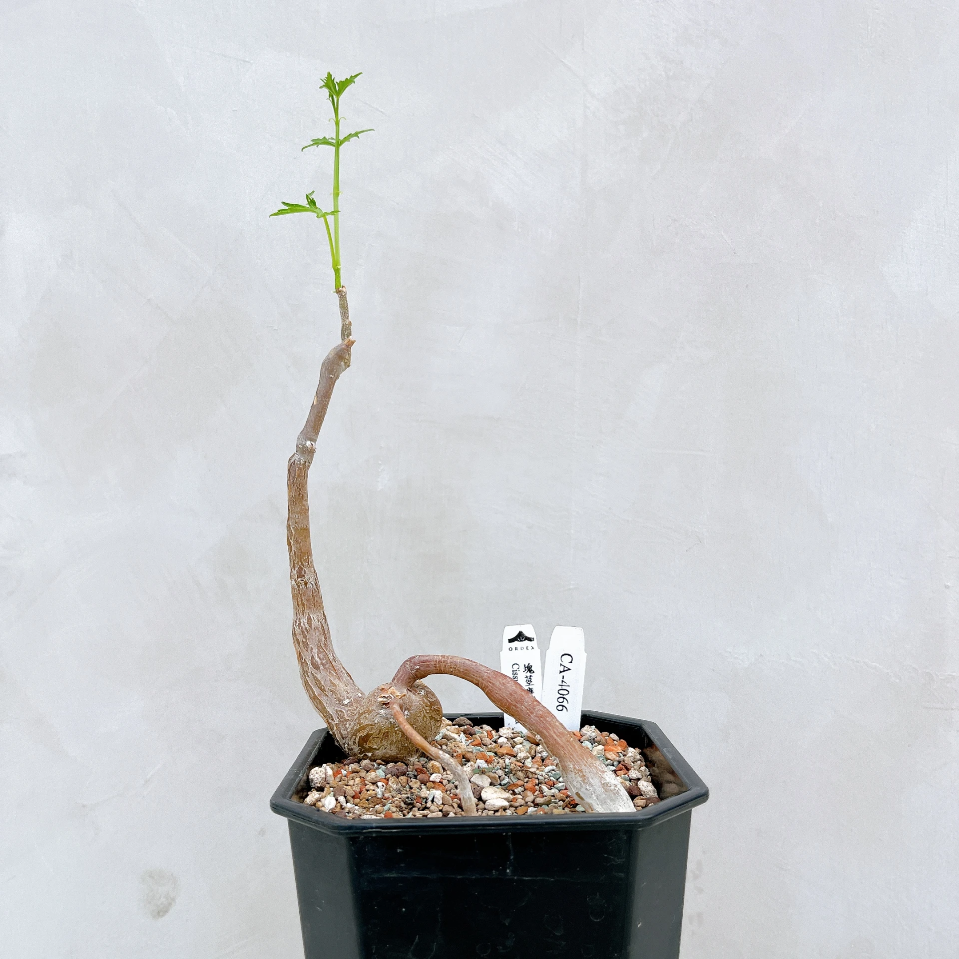 塊莖甕 Cissus tuberosa CA-4066