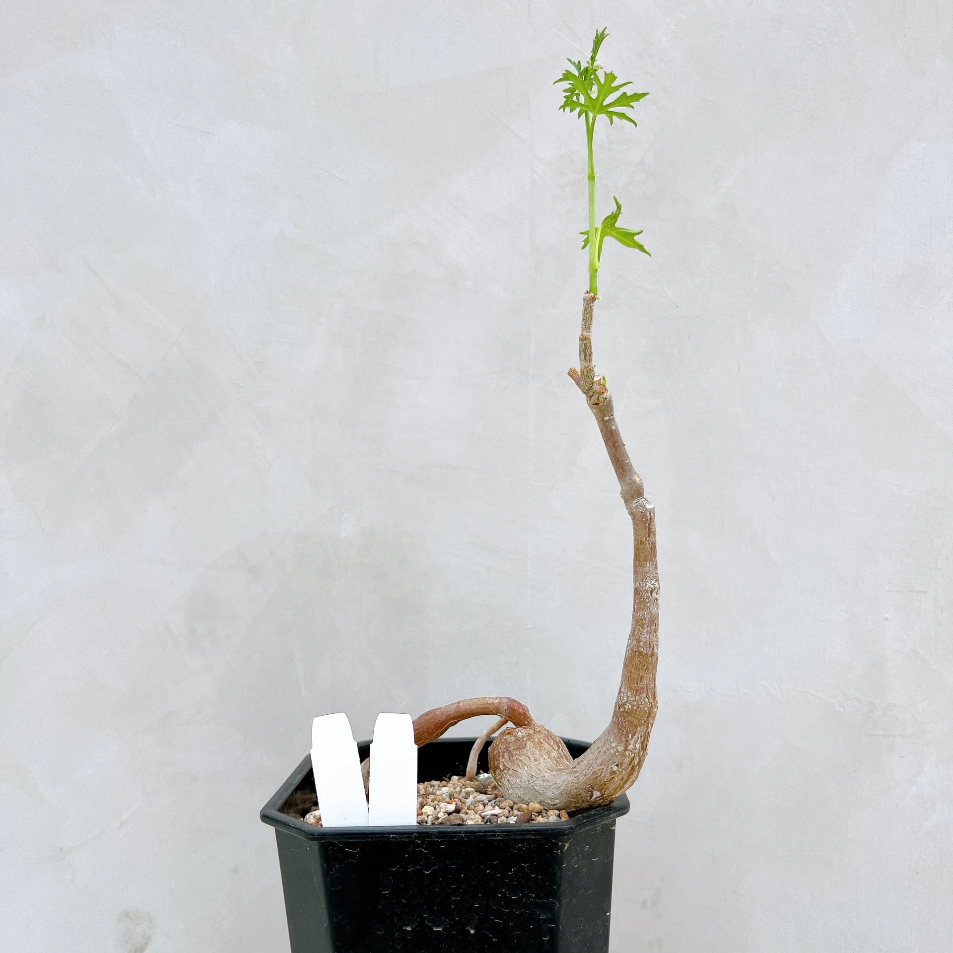 塊莖甕 Cissus tuberosa CA-4066