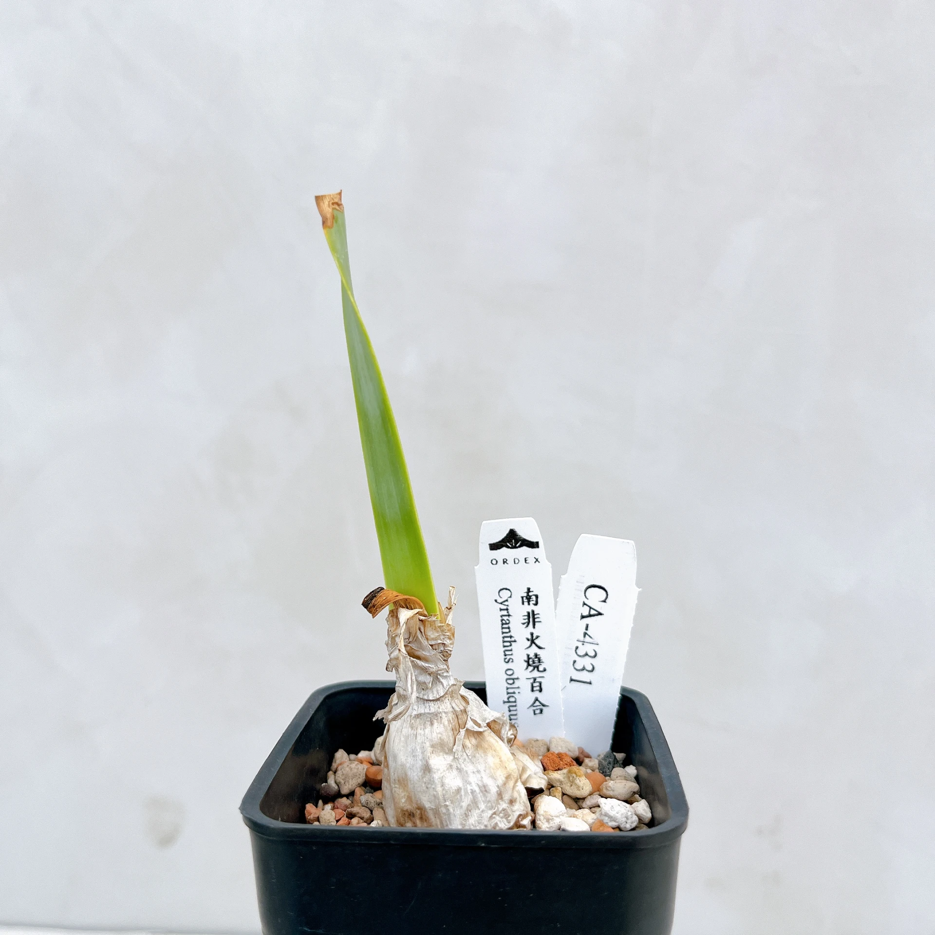南非火燒百合 Cyrtanthus obliquus CA-4331