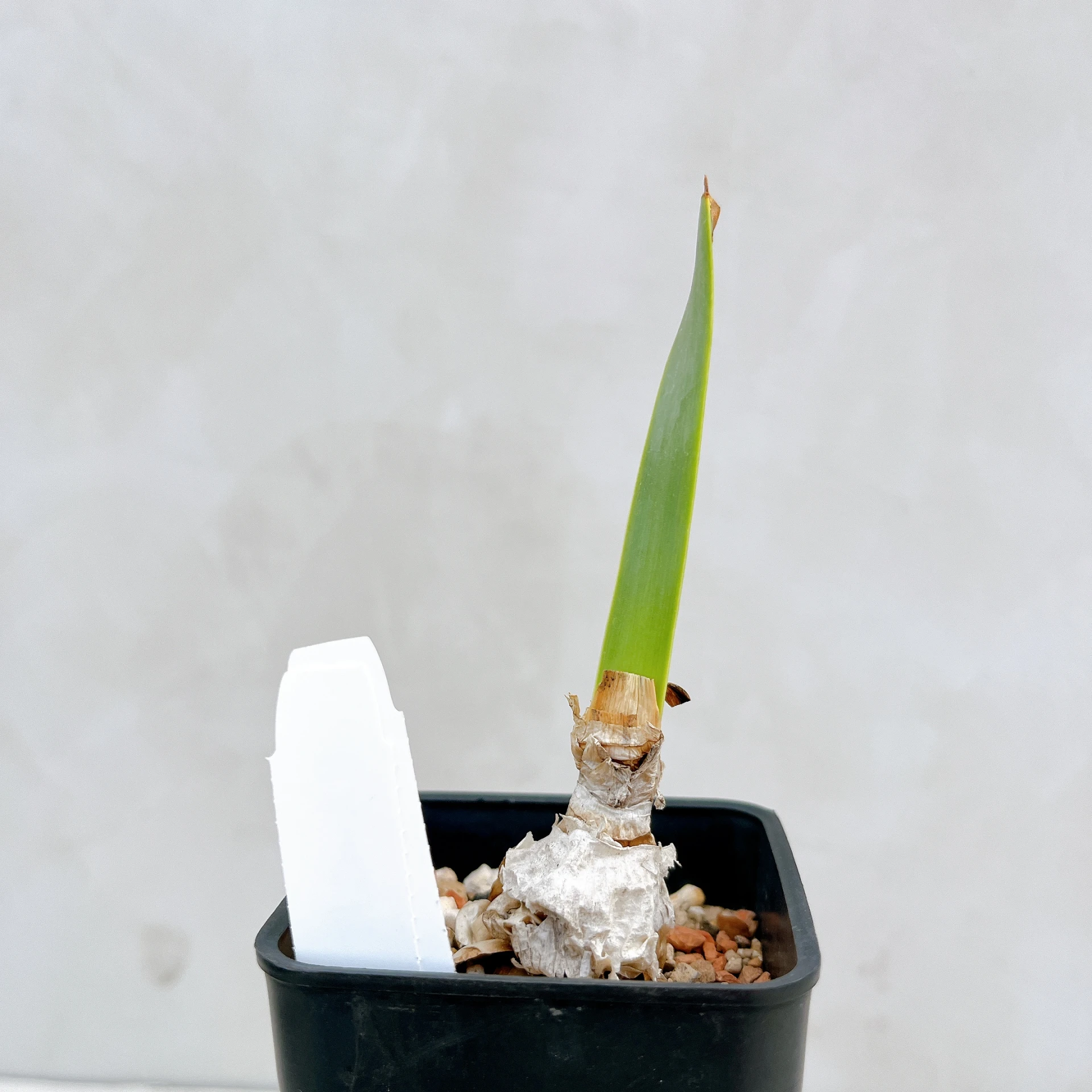 南非火燒百合 Cyrtanthus obliquus CA-4331