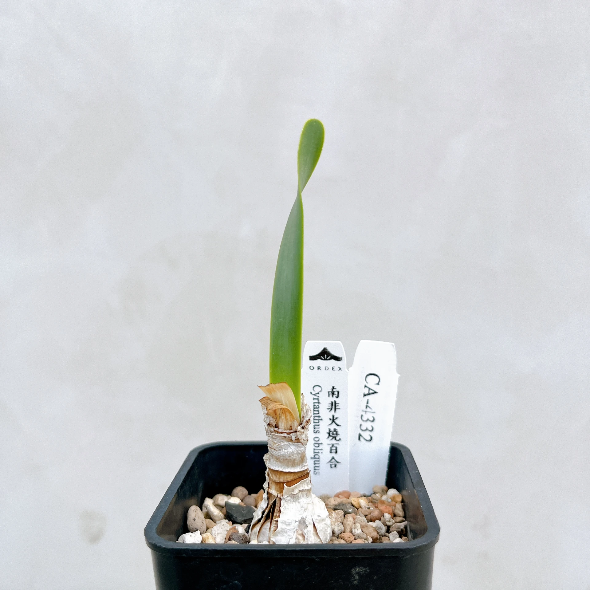 南非火燒百合 Cyrtanthus obliquus CA-4332