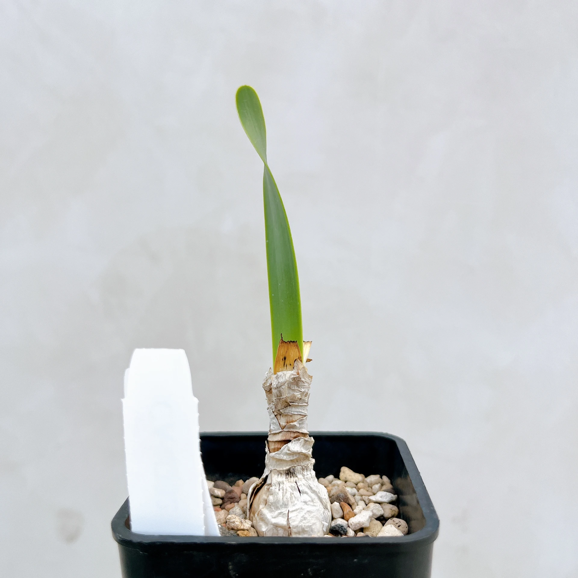 南非火燒百合 Cyrtanthus obliquus CA-4332