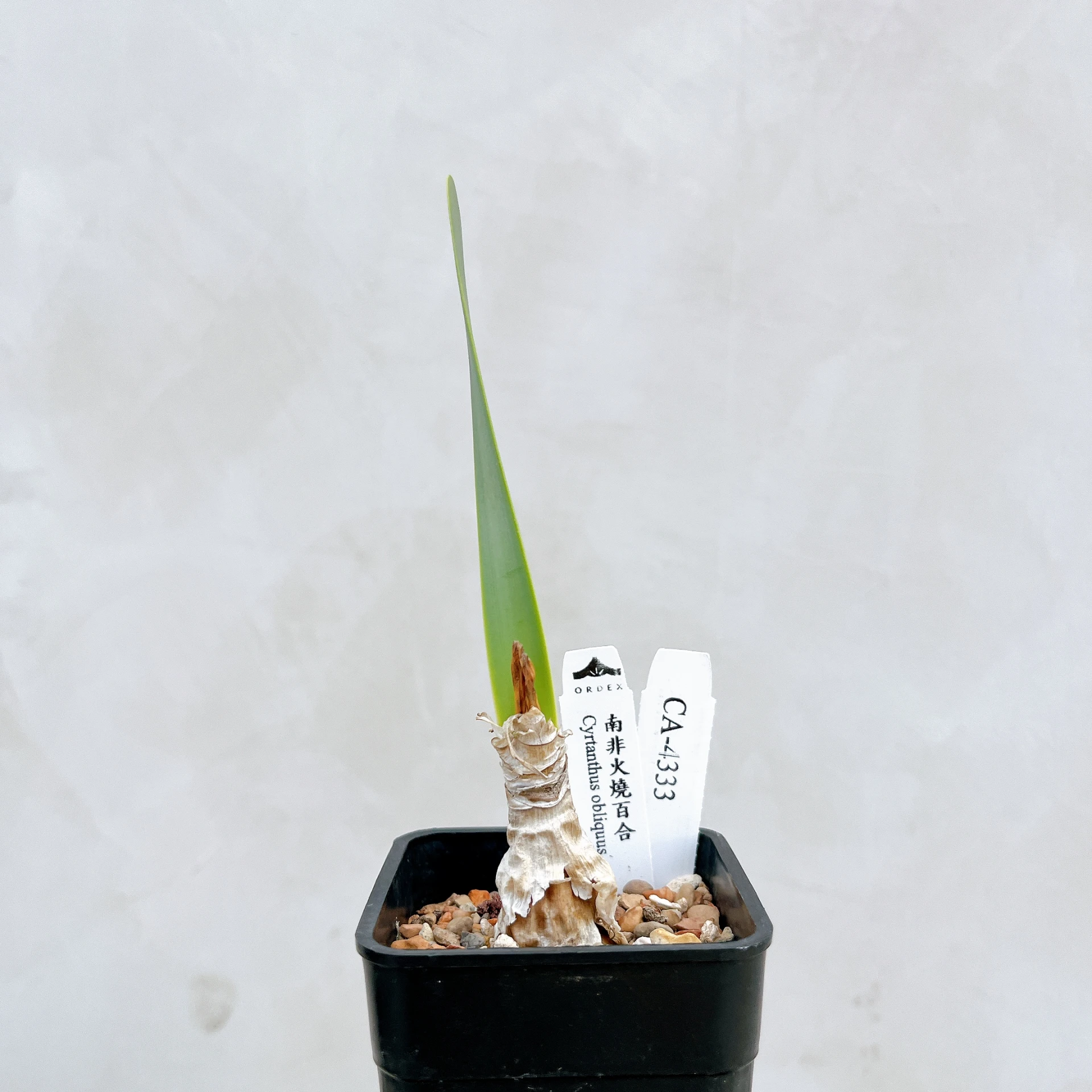 南非火燒百合 Cyrtanthus obliquus CA-4333