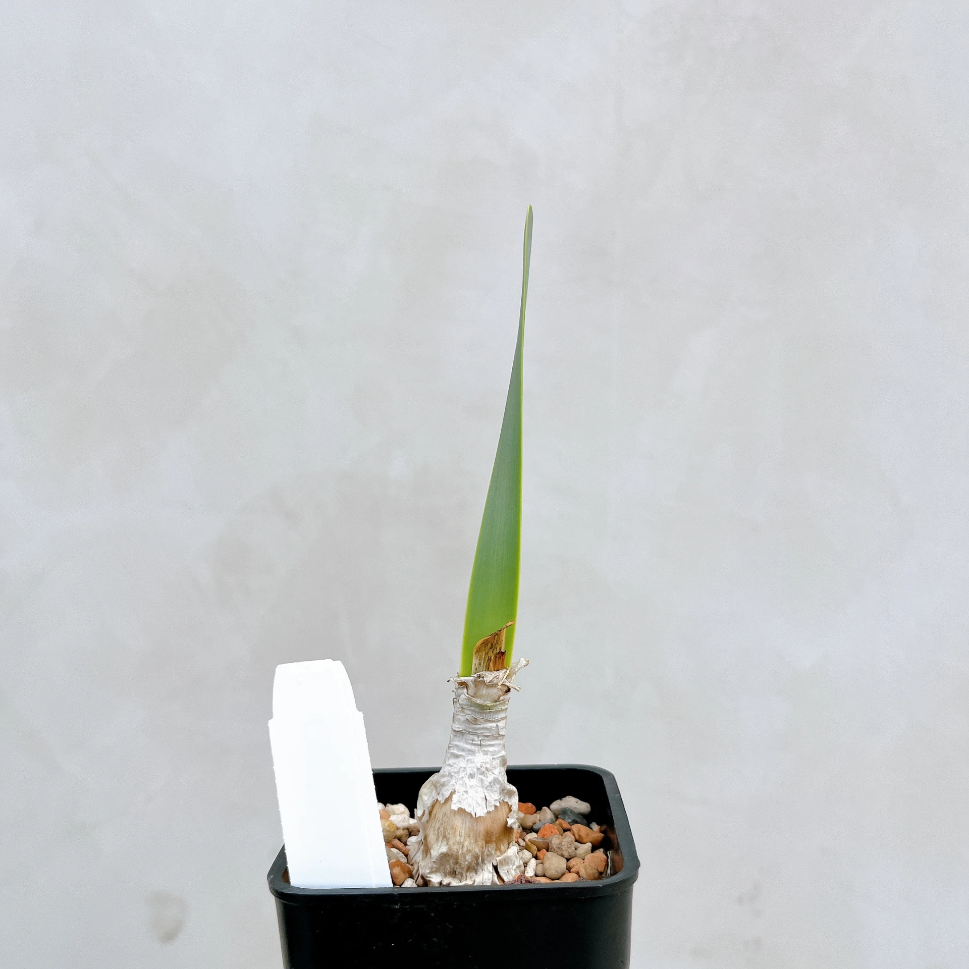南非火燒百合 Cyrtanthus obliquus CA-4333