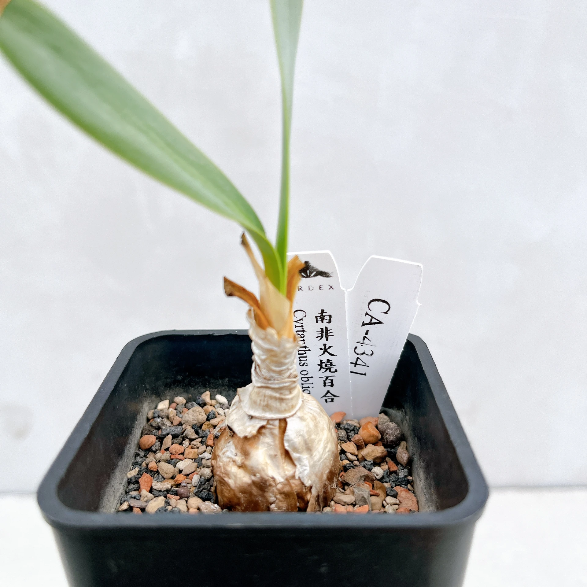 南非火燒百合 Cyrtanthus obliquus CA-4341