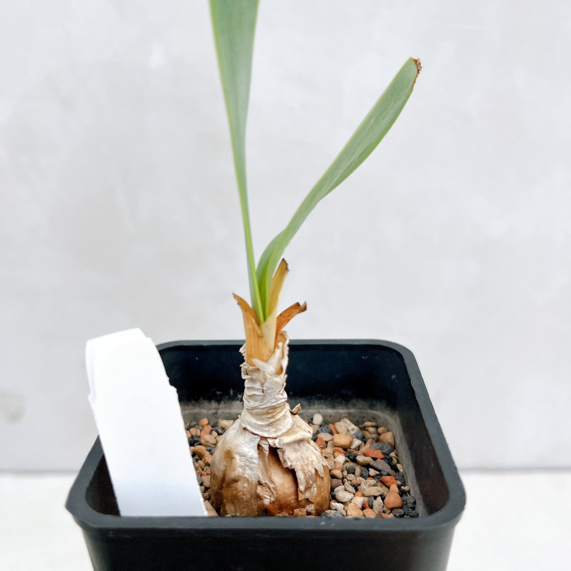 南非火燒百合 Cyrtanthus obliquus CA-4341