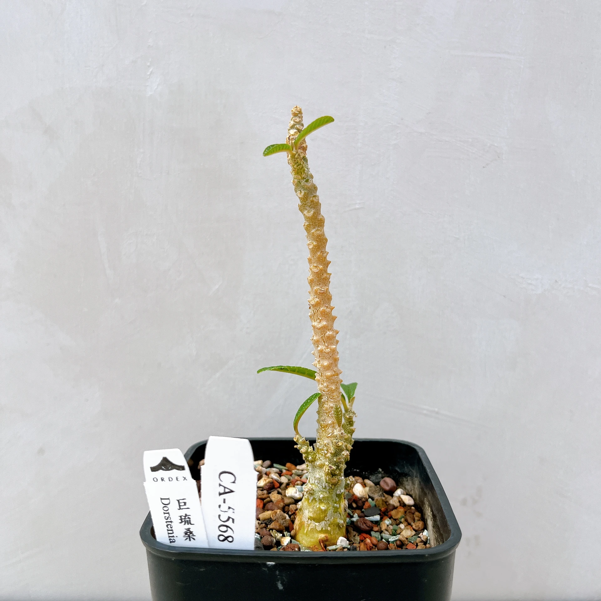 巨琉桑 Dorstenia gigas CA-5568