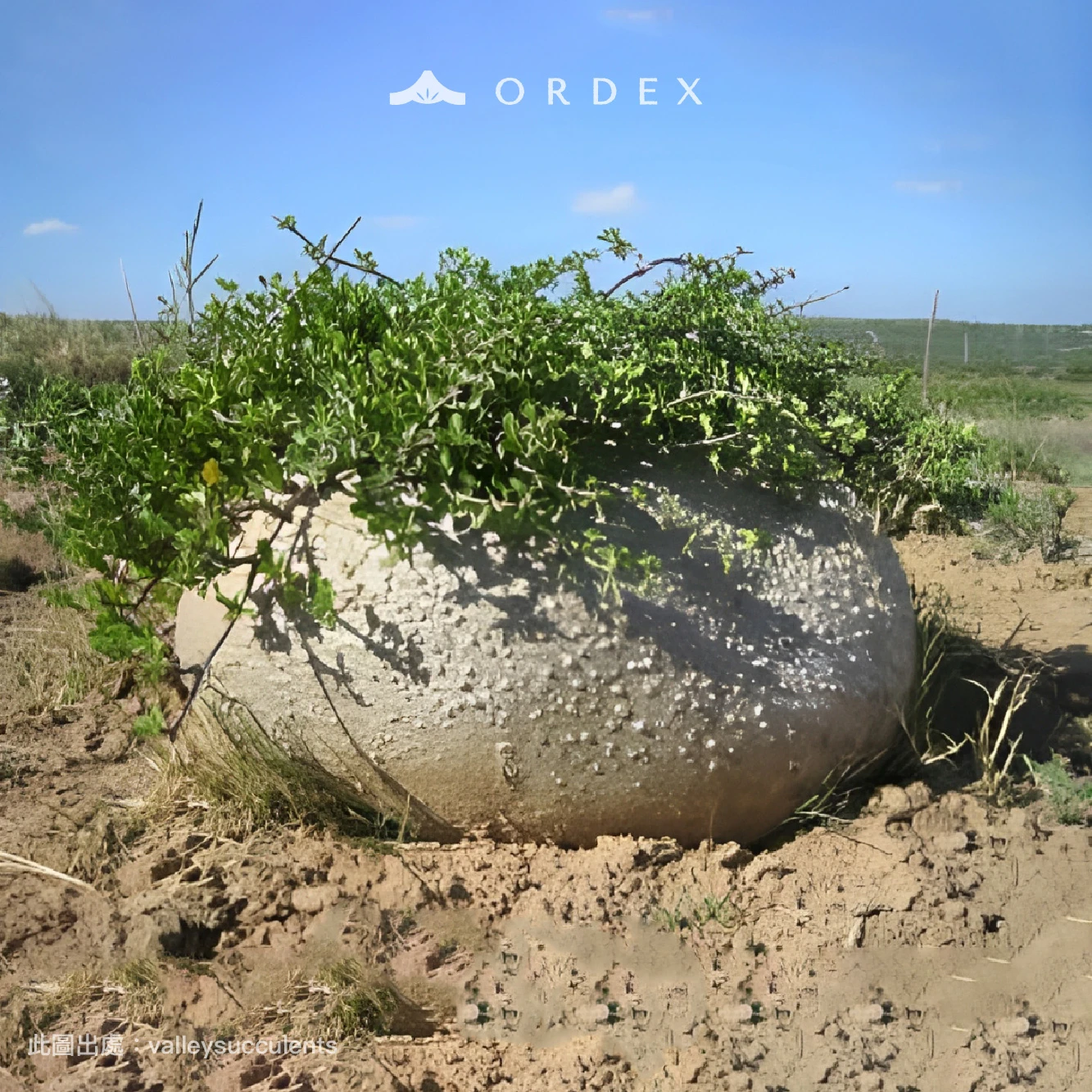 火星人 Fockea edulis CA-3146
