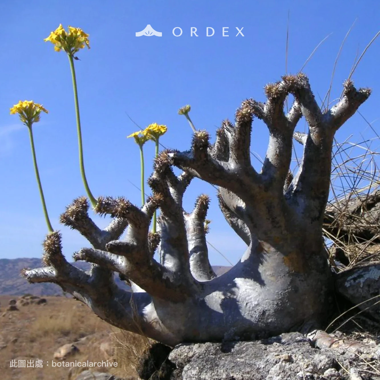 惠比須大黑 Pachypodium ×densicaule(P. densiflorum × P. brevicaule) CA-896