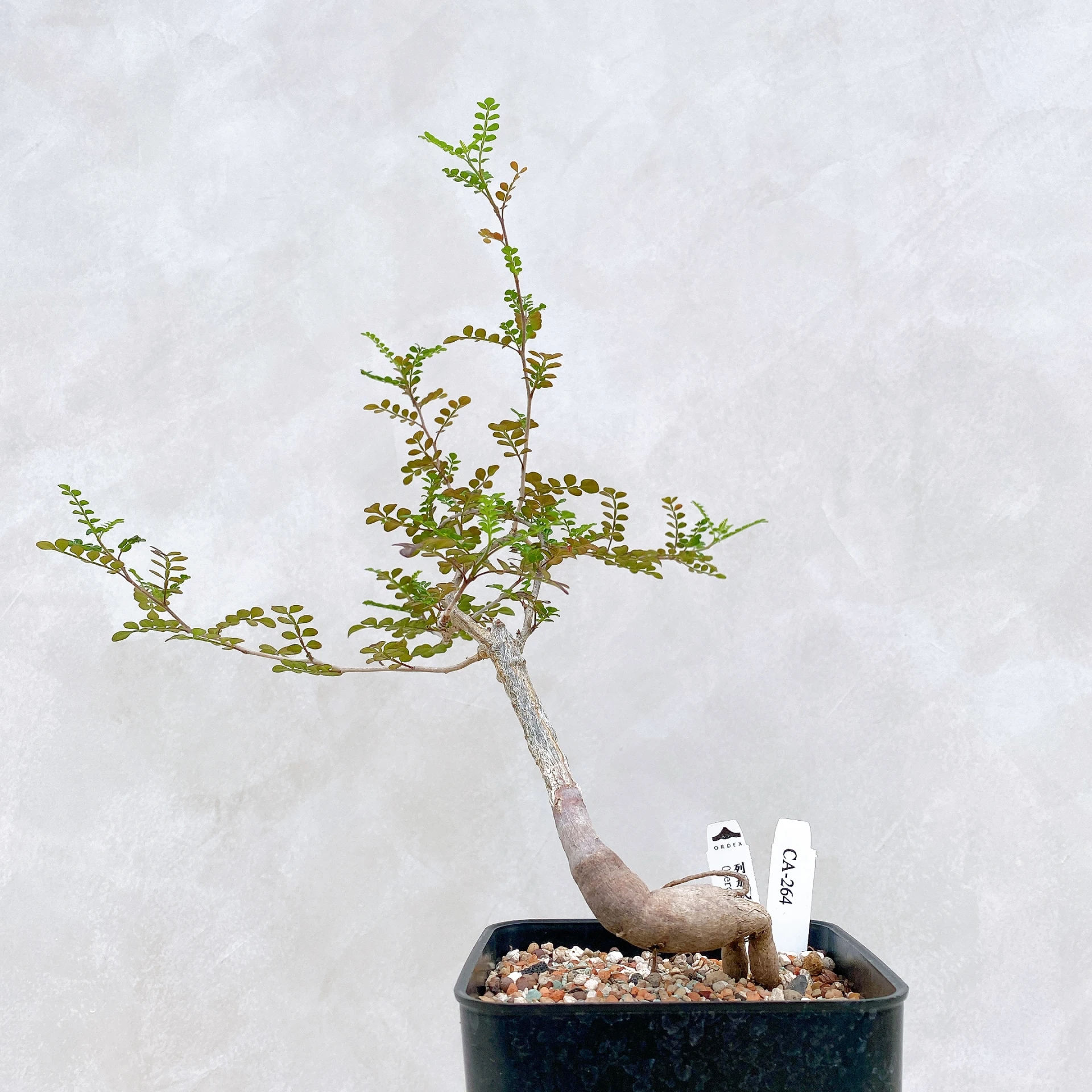列加氏漆樹 Operculicarya decaryi CA-264