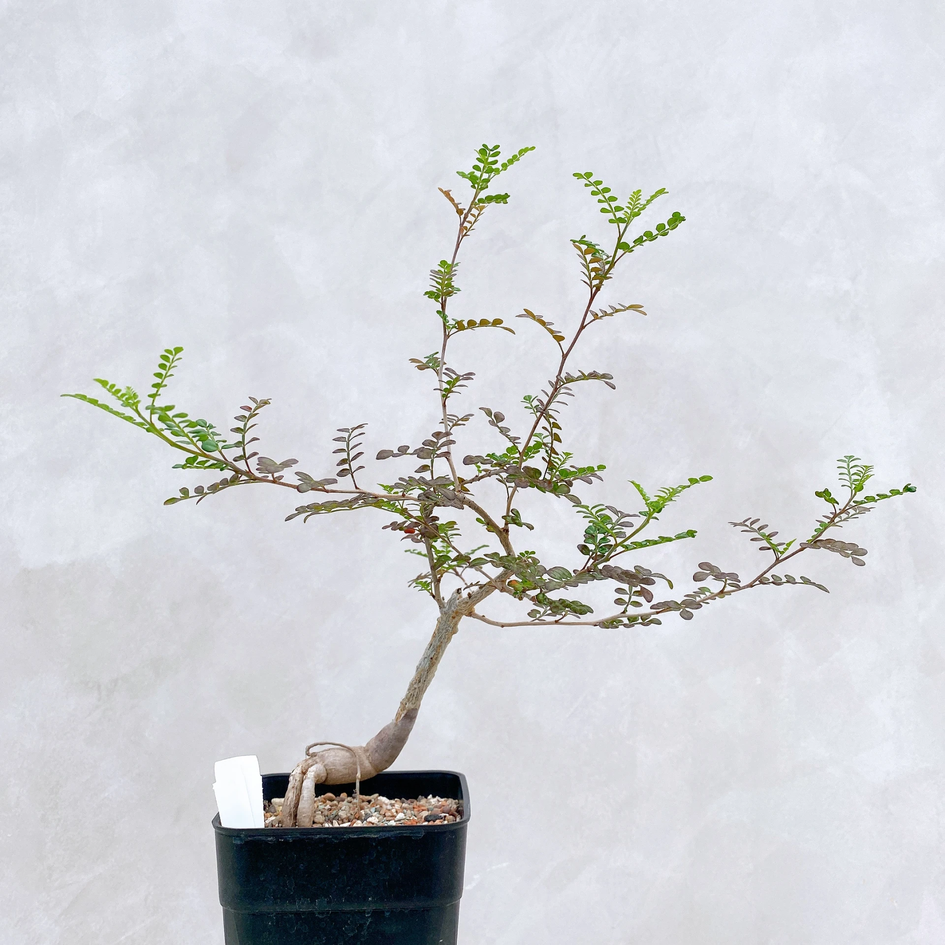 列加氏漆樹 Operculicarya decaryi CA-264