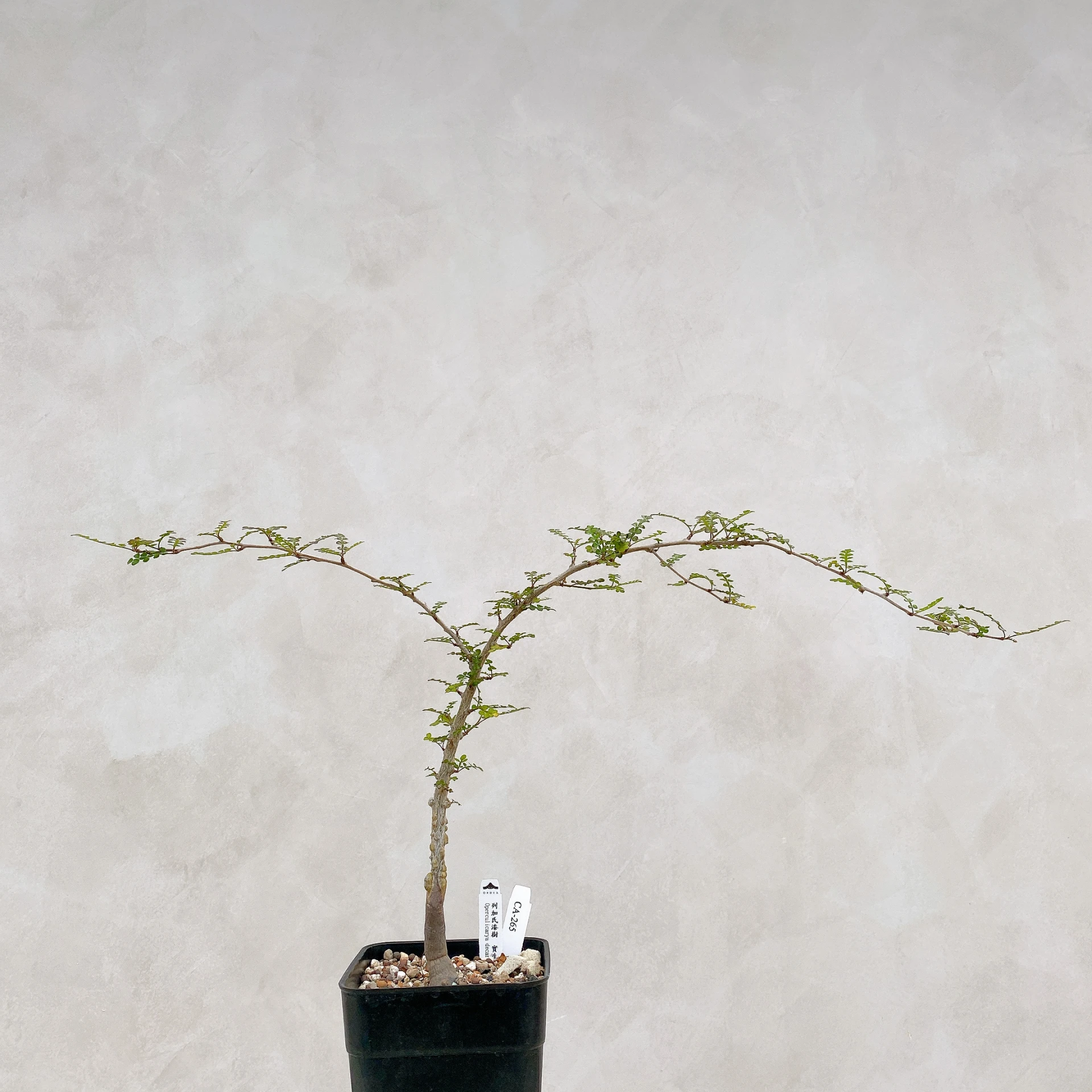 列加氏漆樹 Operculicarya decaryi CA-265