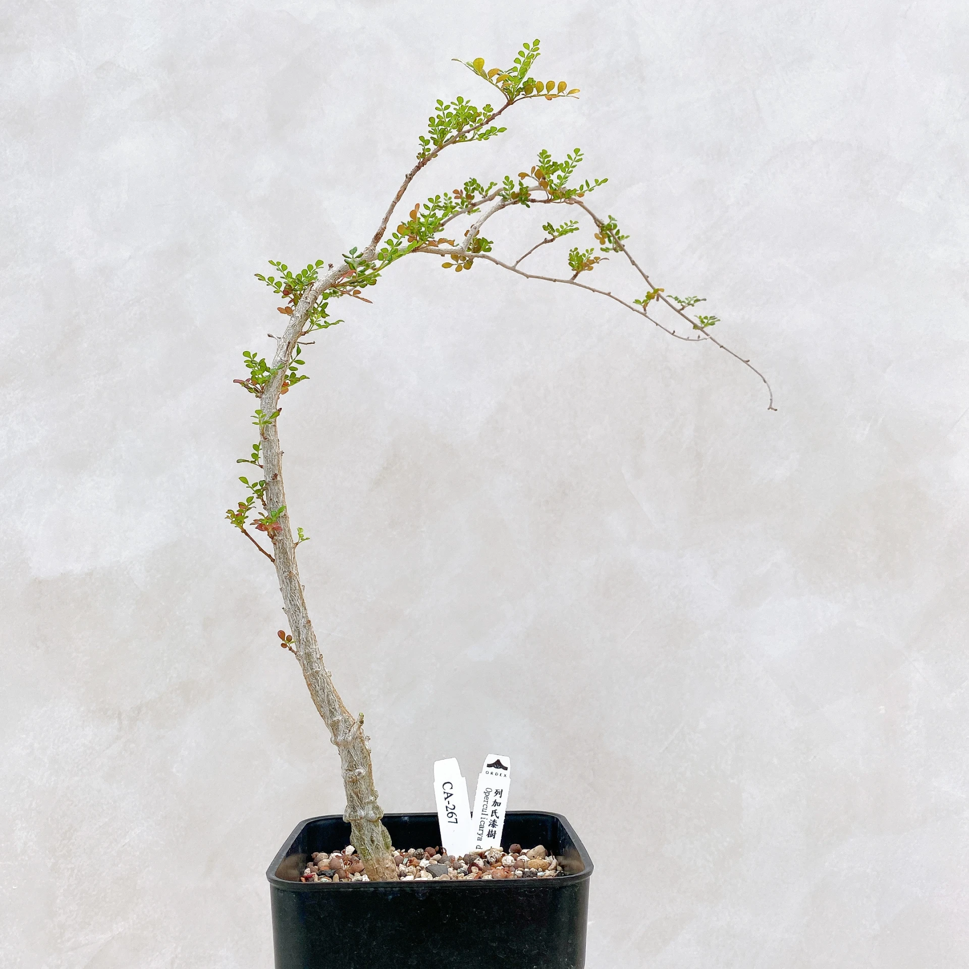 列加氏漆樹 Operculicarya decaryi CA-267