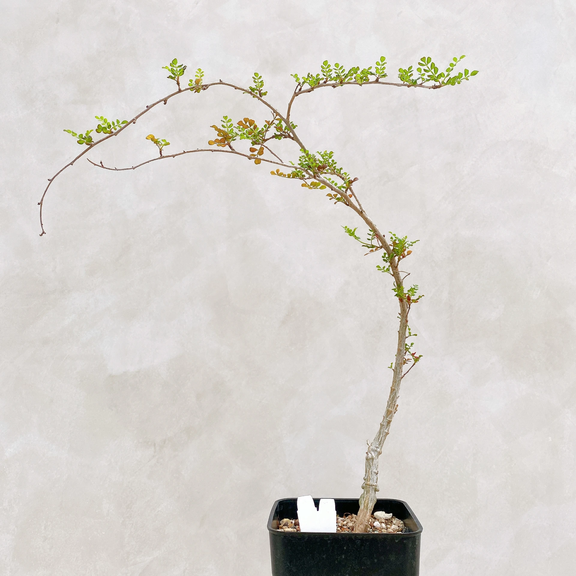 列加氏漆樹 Operculicarya decaryi CA-267