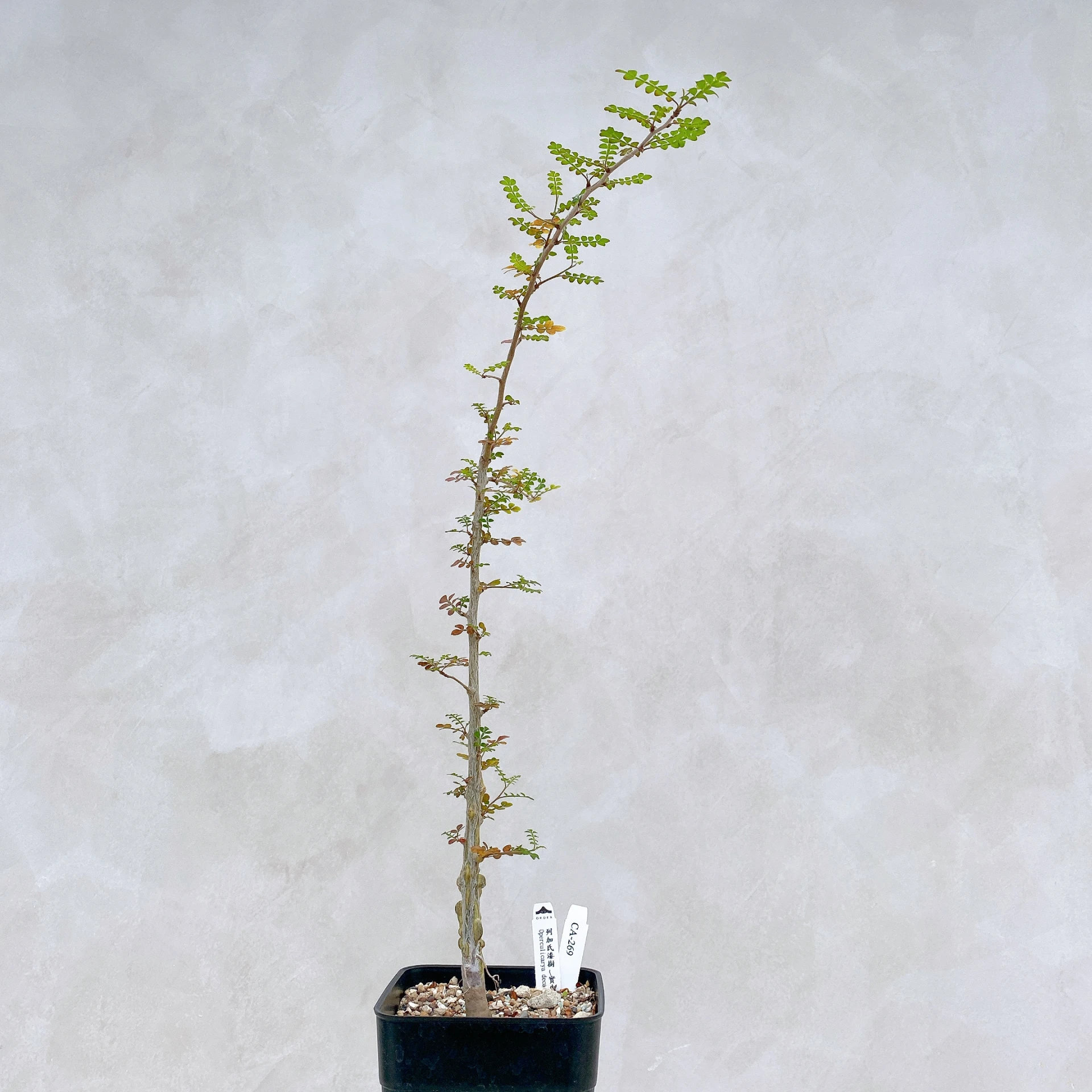 列加氏漆樹 Operculicarya decaryi CA-269