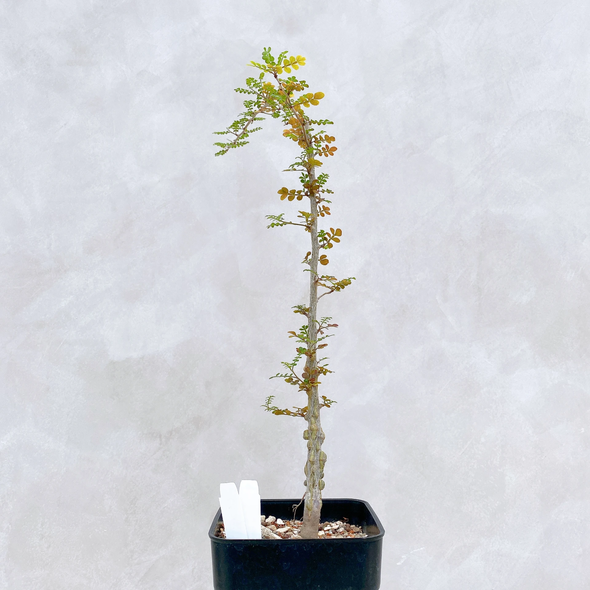 列加氏漆樹 Operculicarya decaryi CA-269