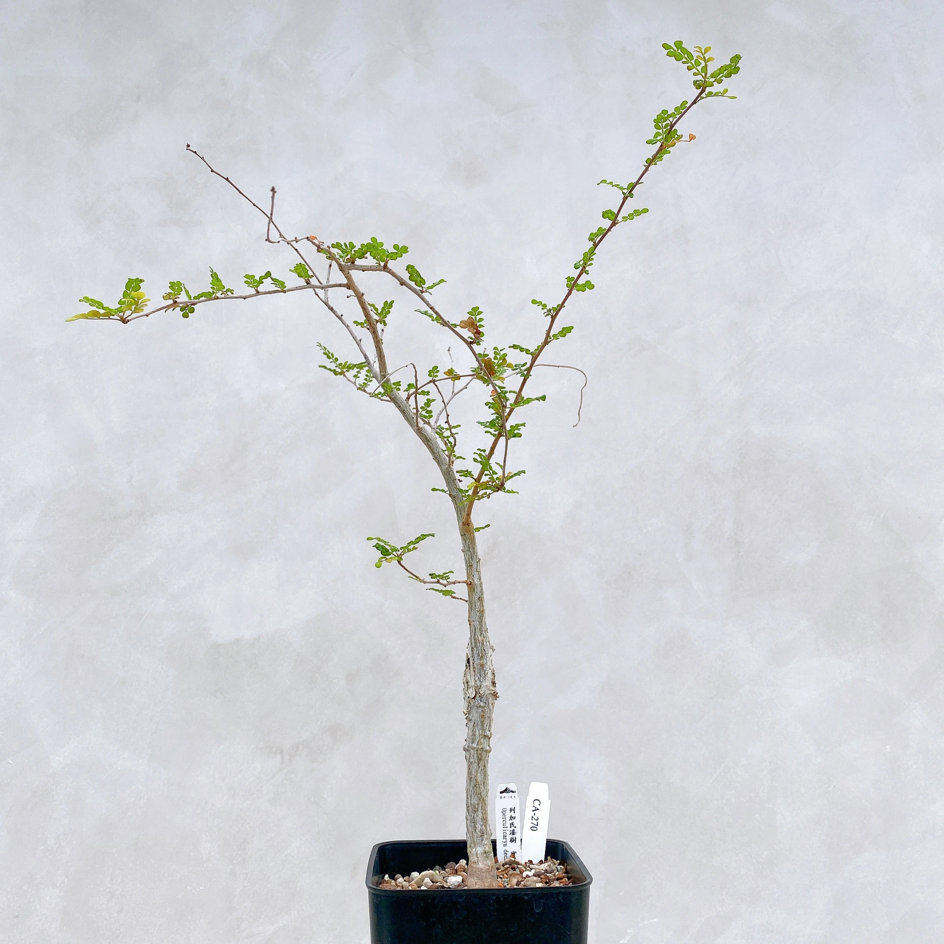 列加氏漆樹 Operculicarya decaryi CA-270