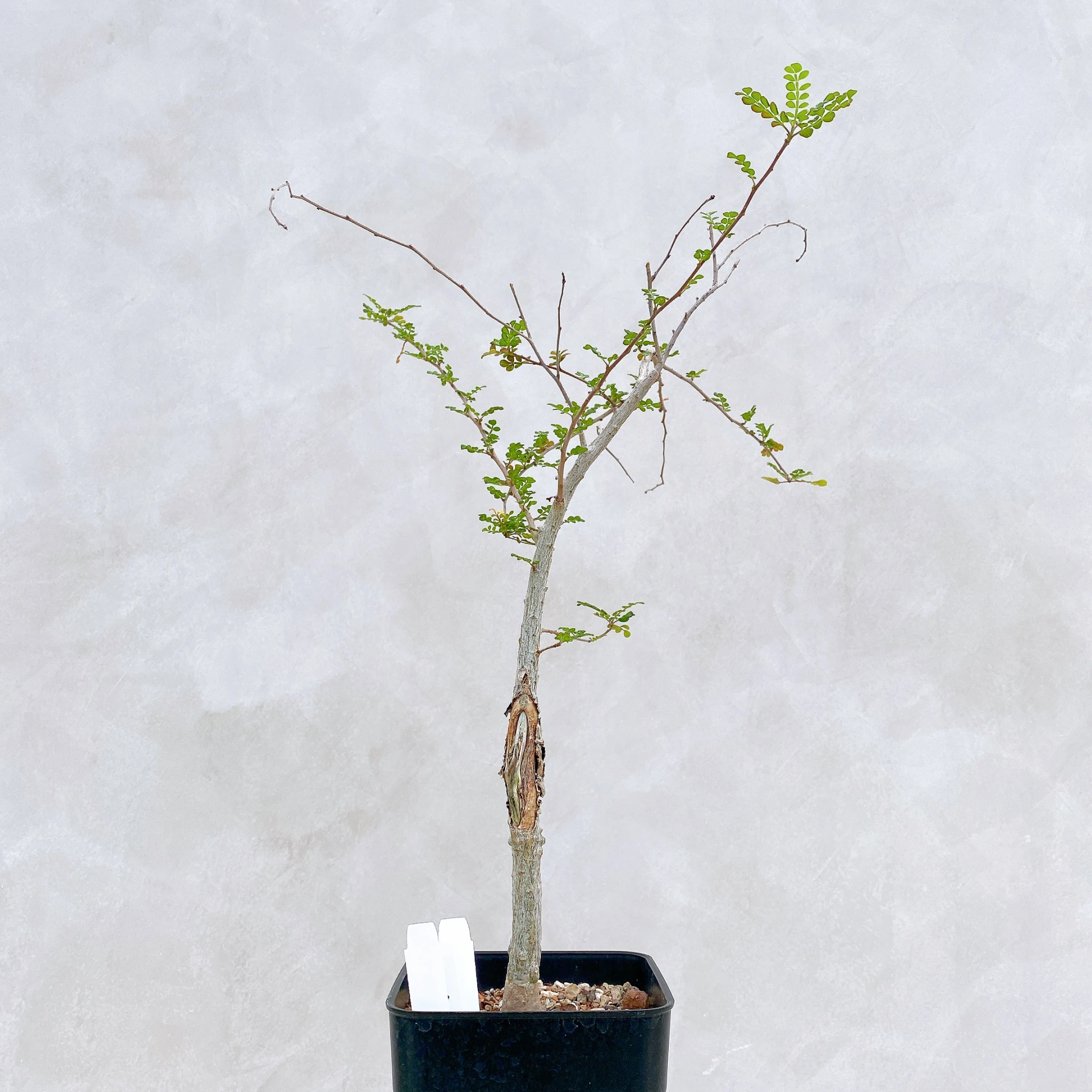 列加氏漆樹 Operculicarya decaryi CA-270