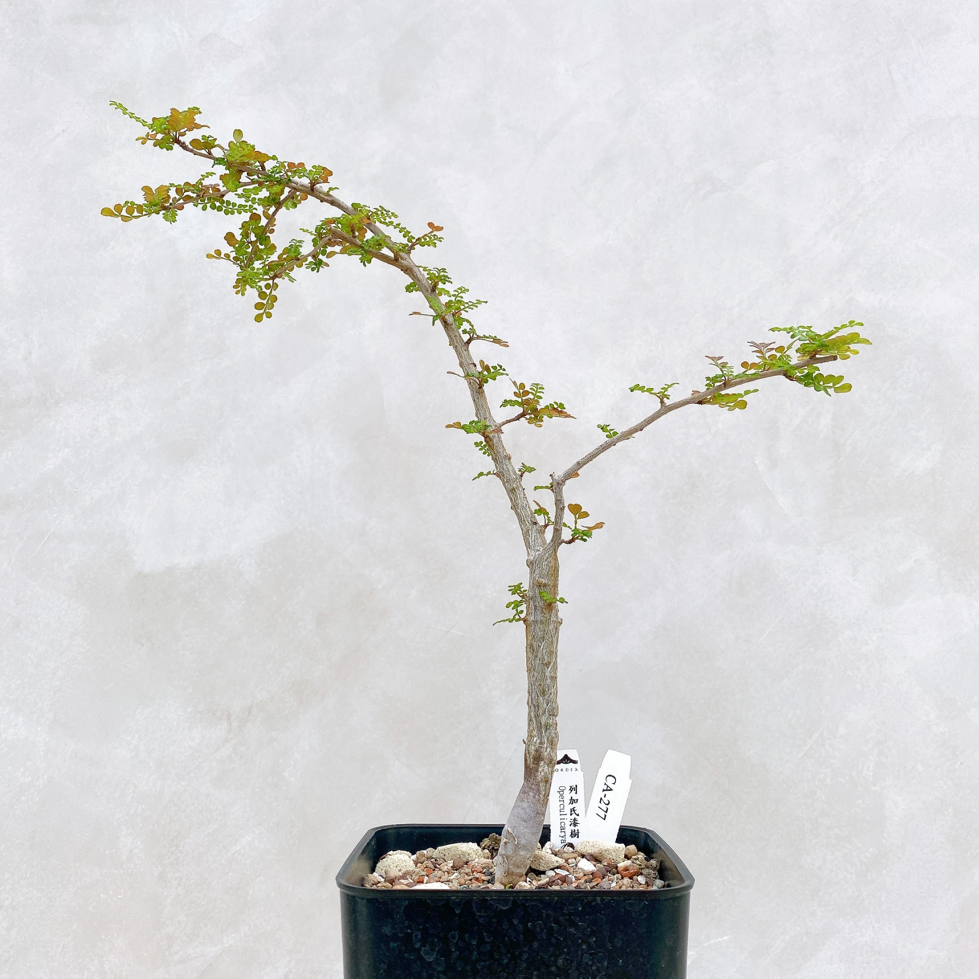 列加氏漆樹 Operculicarya decaryi CA-277