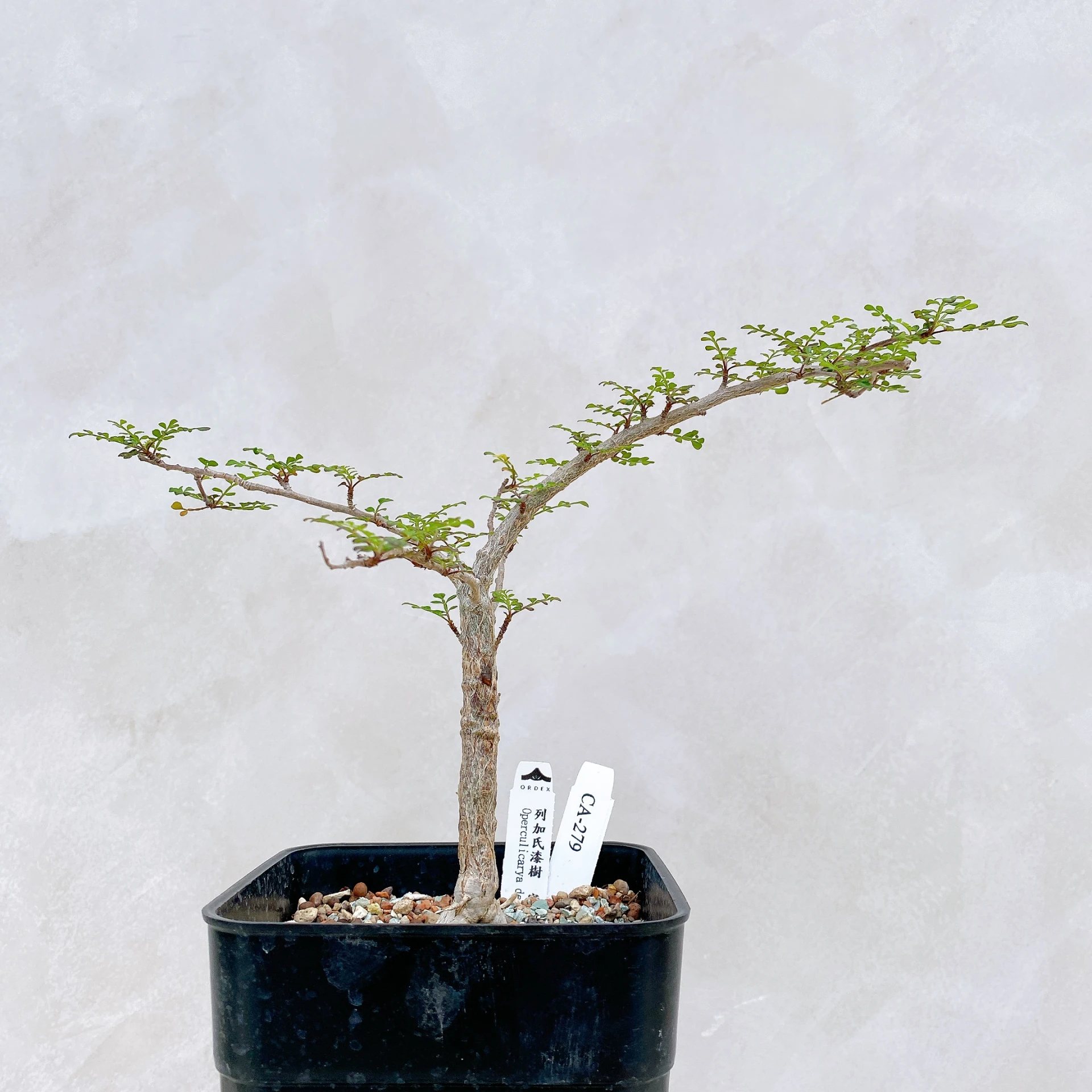 列加氏漆樹 Operculicarya decaryi CA-279