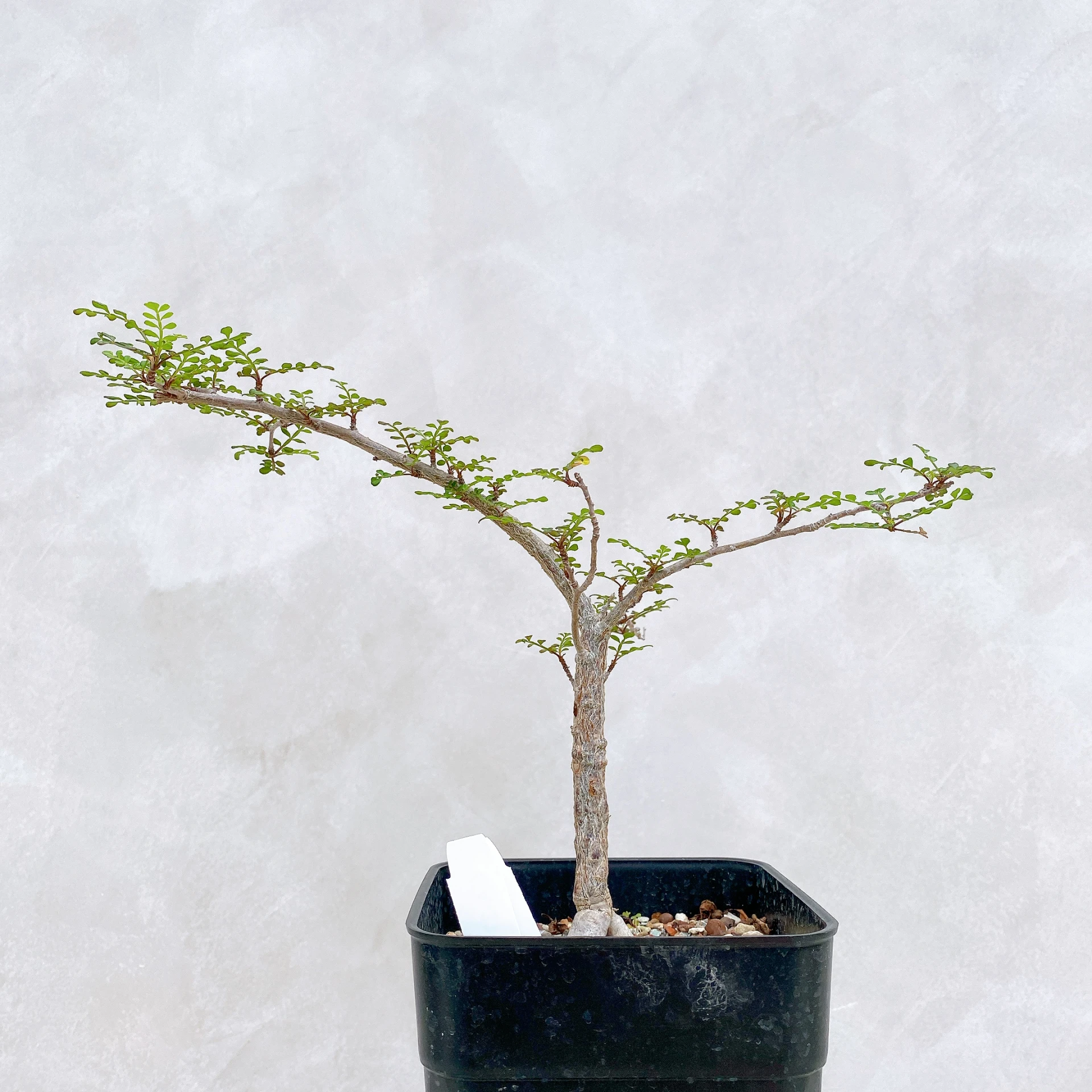 列加氏漆樹 Operculicarya decaryi CA-279