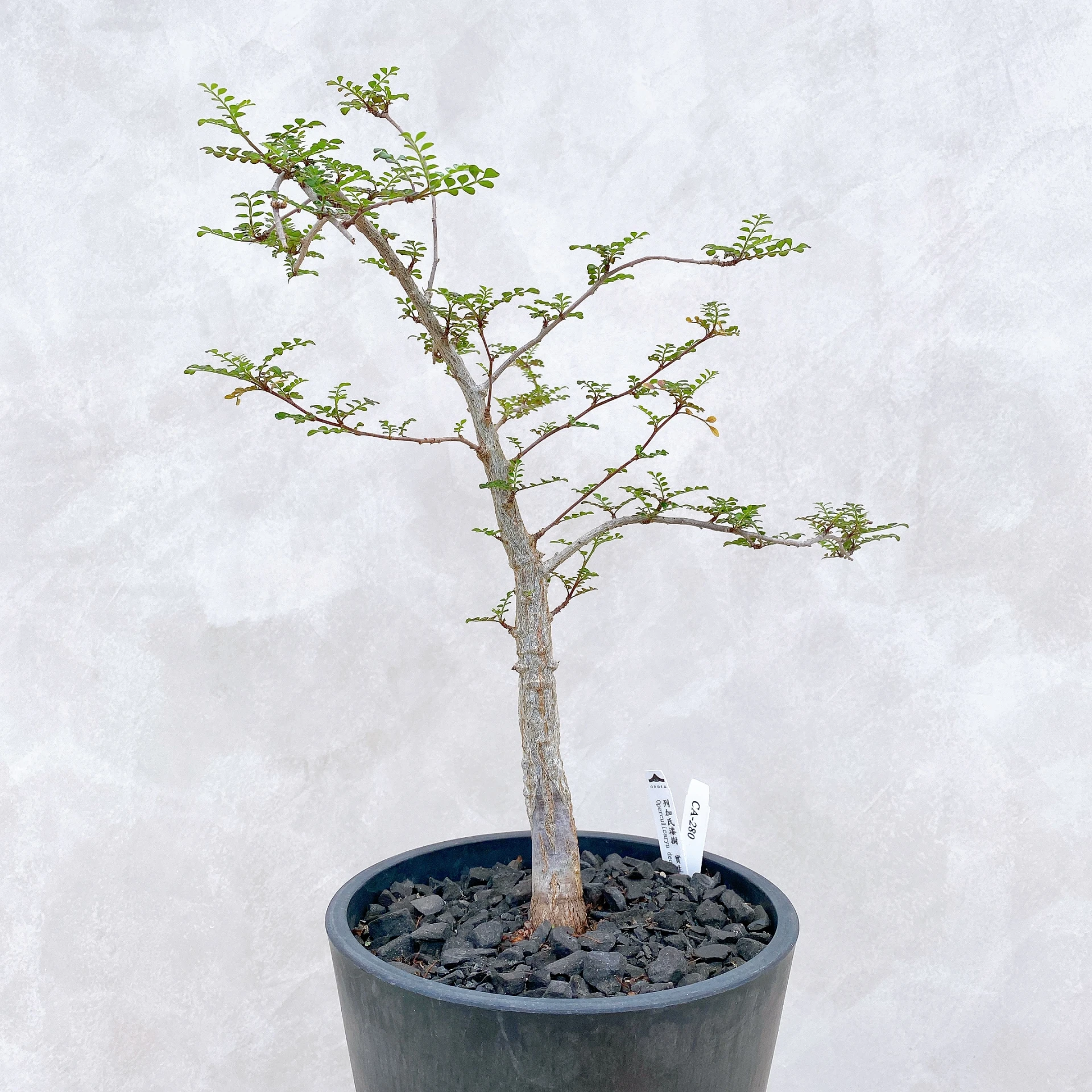 列加氏漆樹 Operculicarya decaryi CA-280