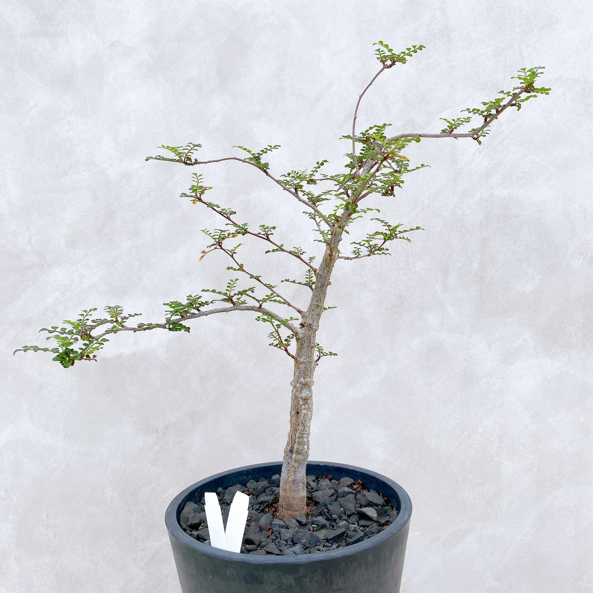 列加氏漆樹 Operculicarya decaryi CA-280