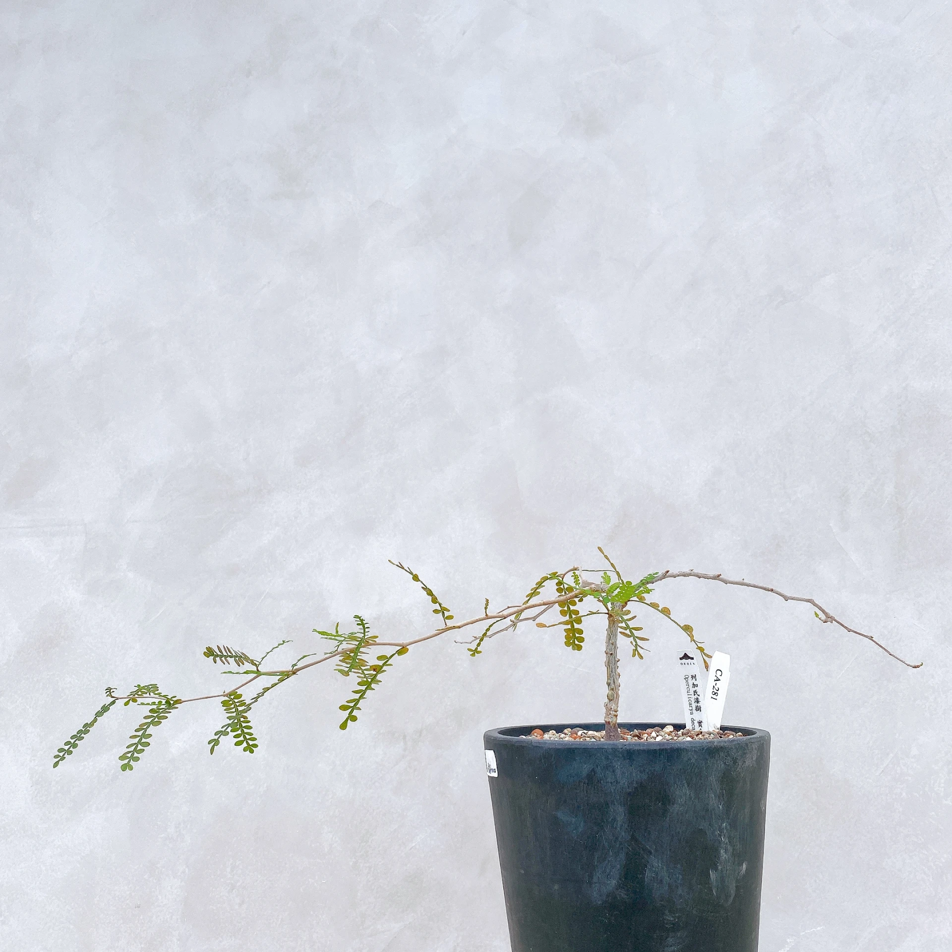 列加氏漆樹 Operculicarya decaryi CA-281