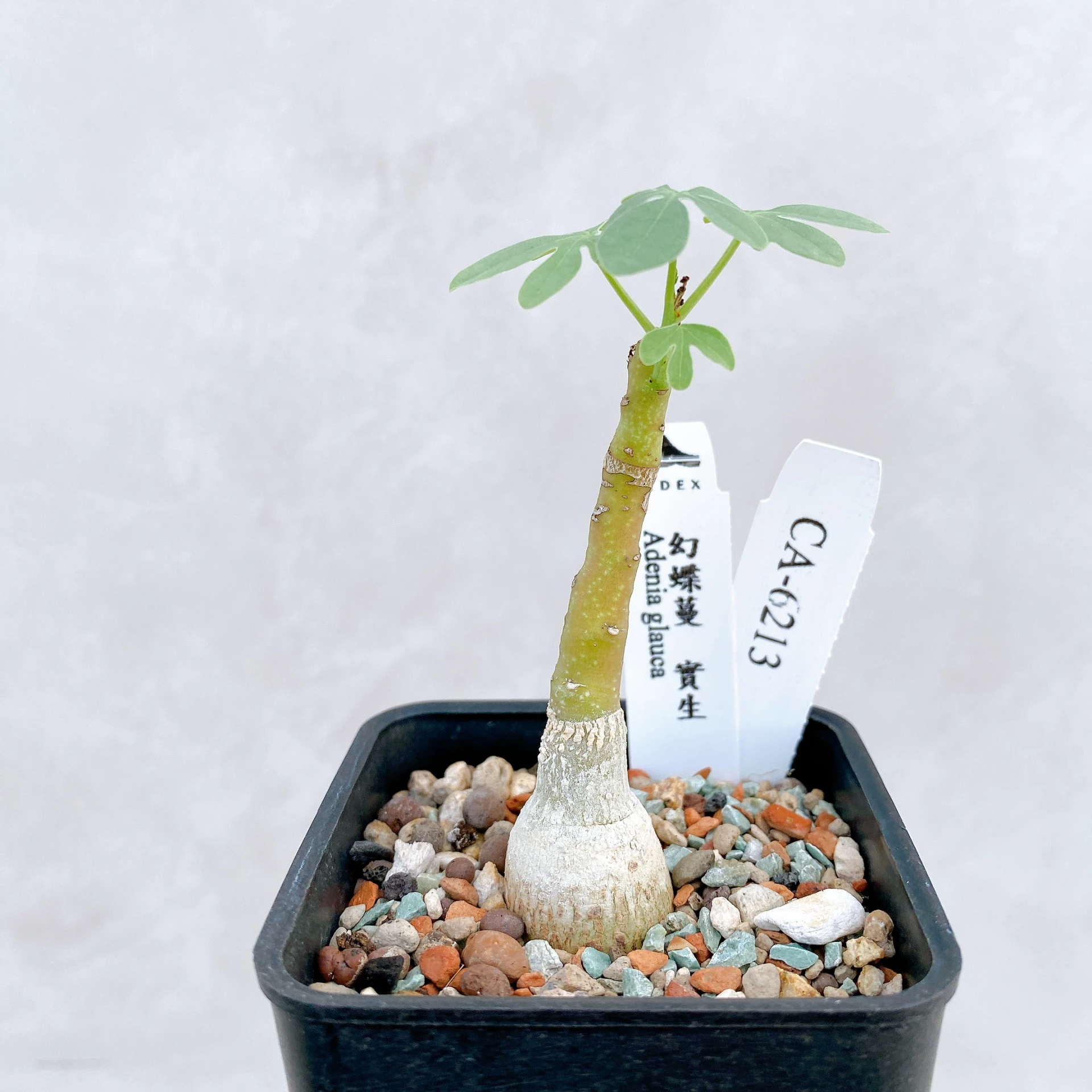 幻蝶蔓 Adenia glauca CA-6213