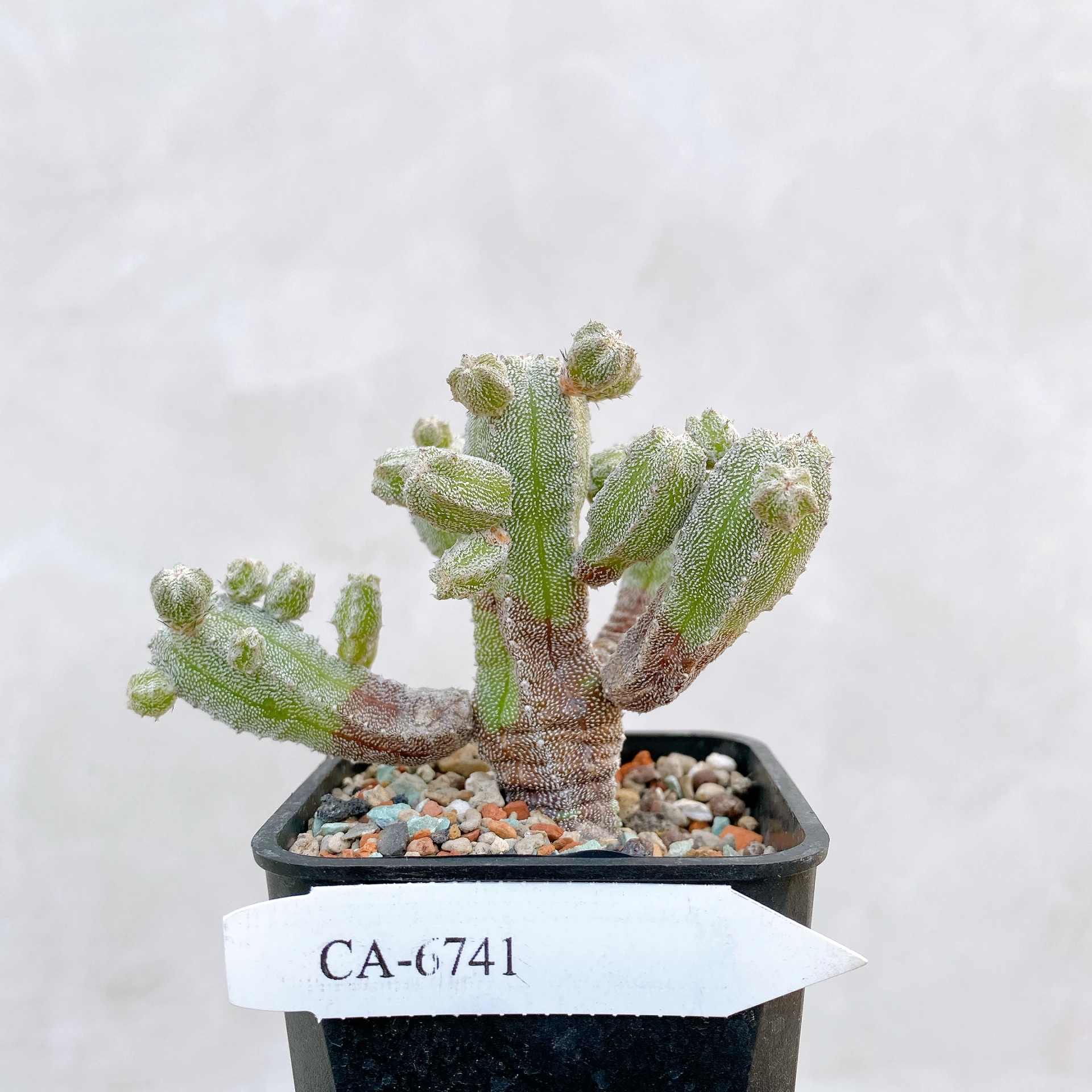 恩塚鸞鳳玉石化 Astrophytum myriostigma ‘Onzuka’ f. monstrose CA-6741