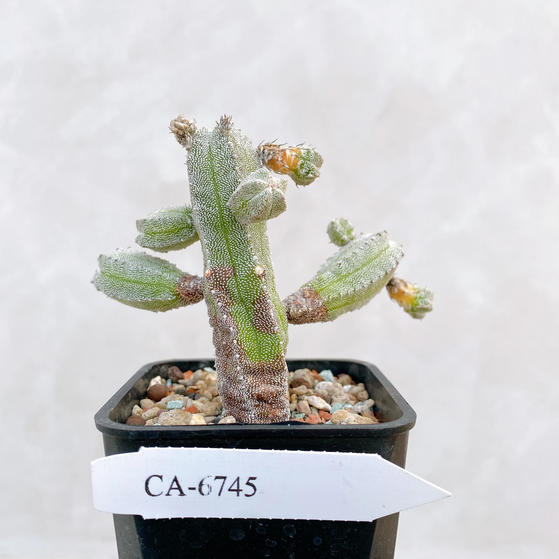 恩塚鸞鳳玉石化 Astrophytum myriostigma ‘Onzuka’ f. monstrose CA-6745