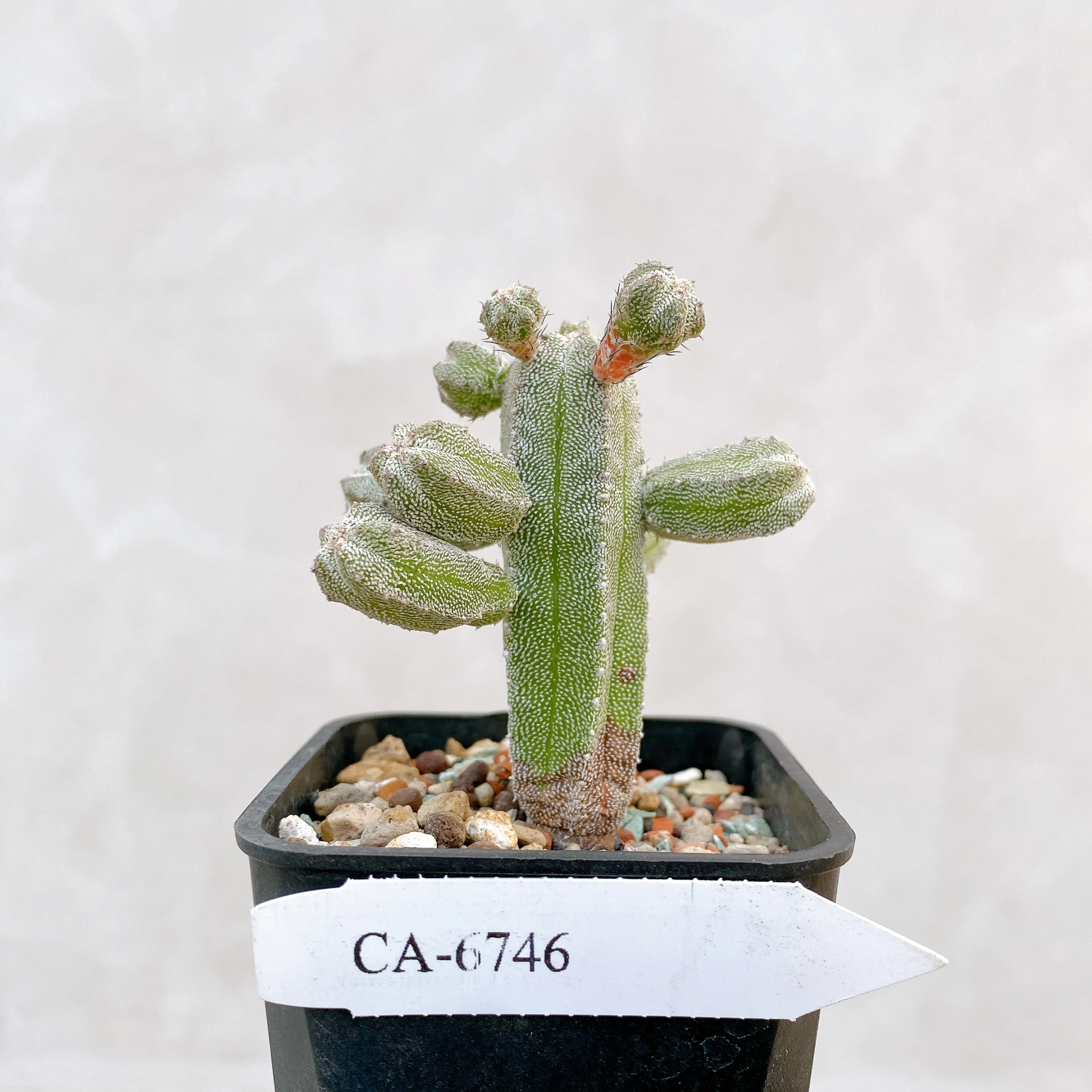 恩塚鸞鳳玉石化 Astrophytum myriostigma ‘Onzuka’ f. monstrose CA-6746