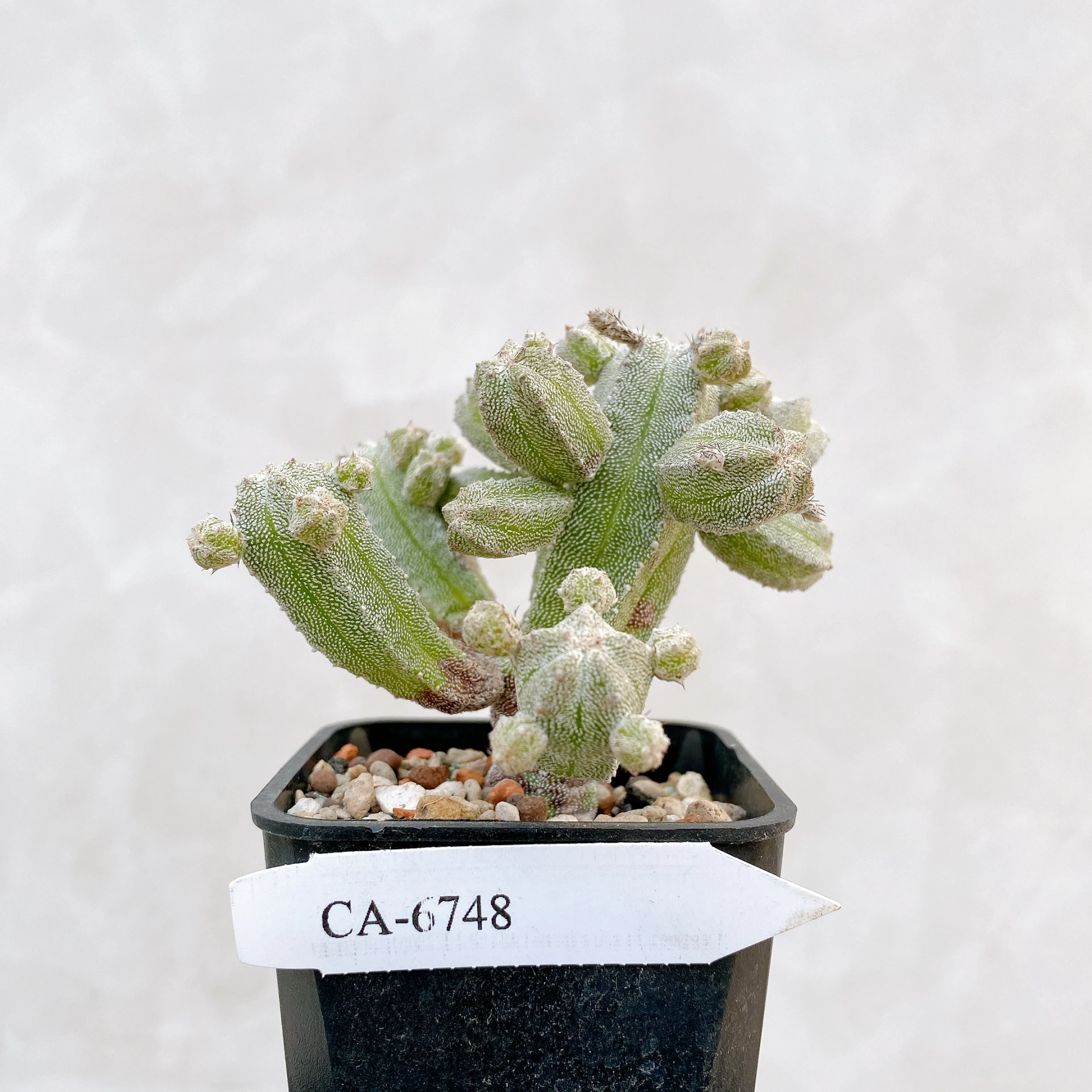 恩塚鸞鳳玉石化 Astrophytum myriostigma ‘Onzuka’ f. monstrose CA-6748