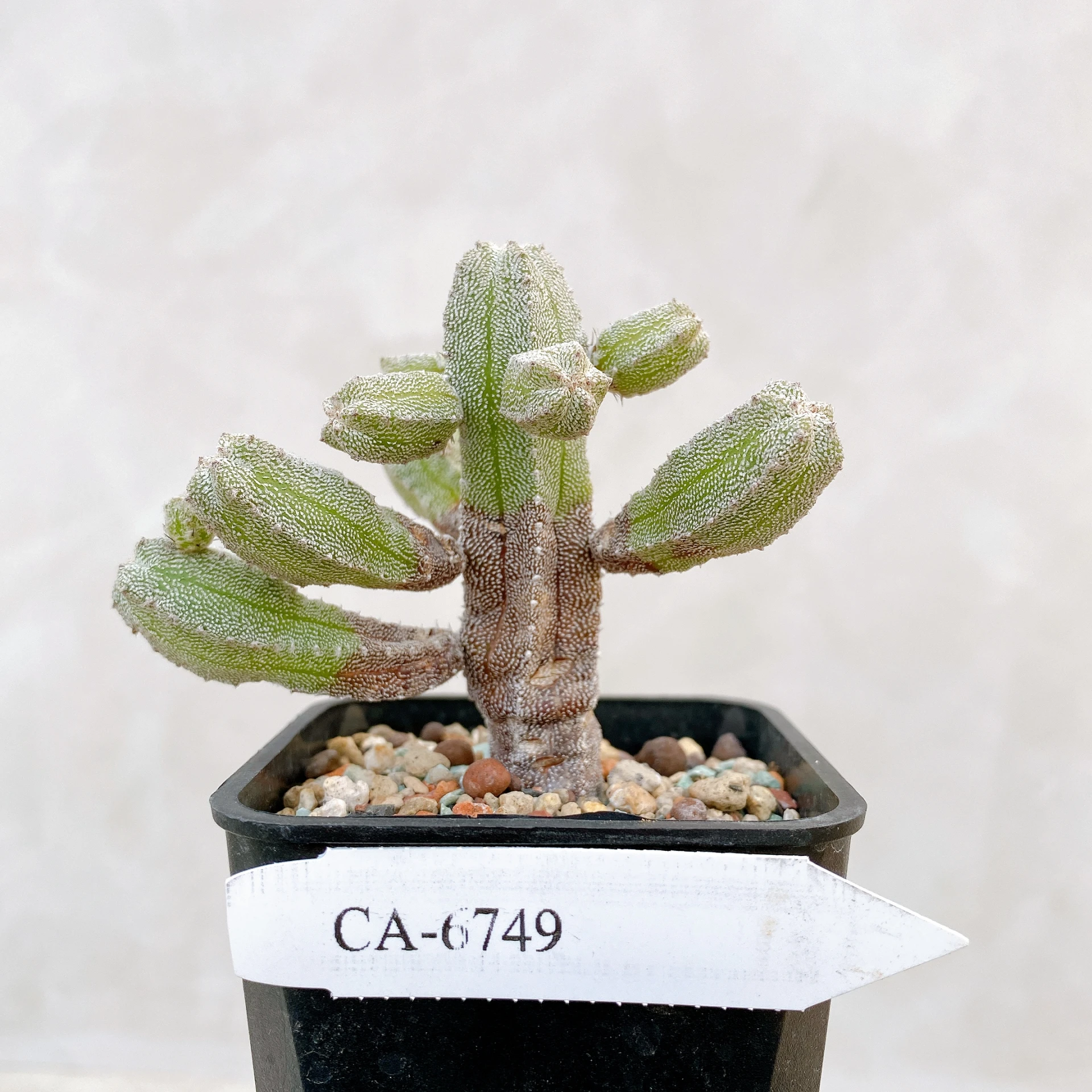 恩塚鸞鳳玉石化 Astrophytum myriostigma ‘Onzuka’ f. monstrose CA-6749