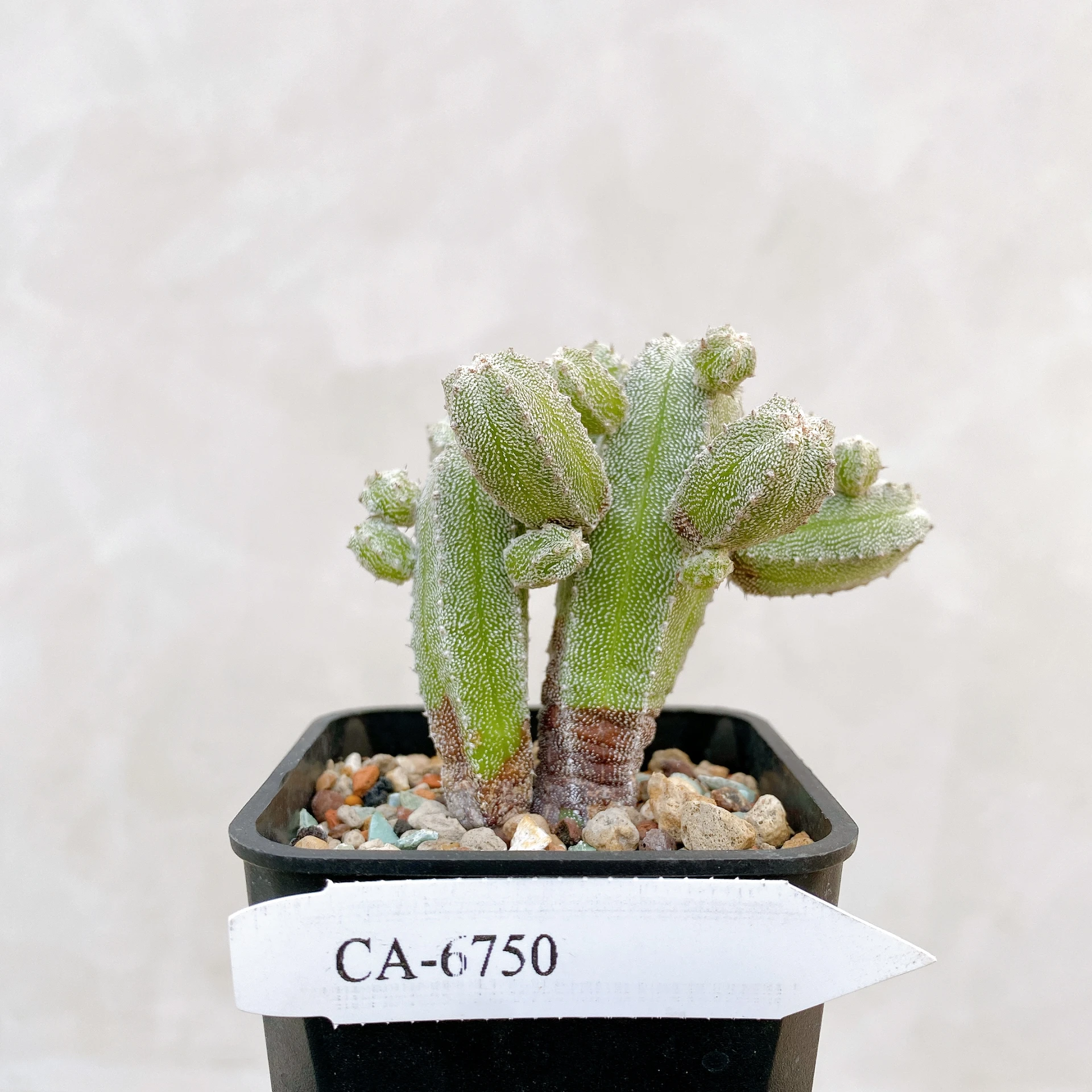 恩塚鸞鳳玉石化 Astrophytum myriostigma ‘Onzuka’ f. monstrose CA-6750