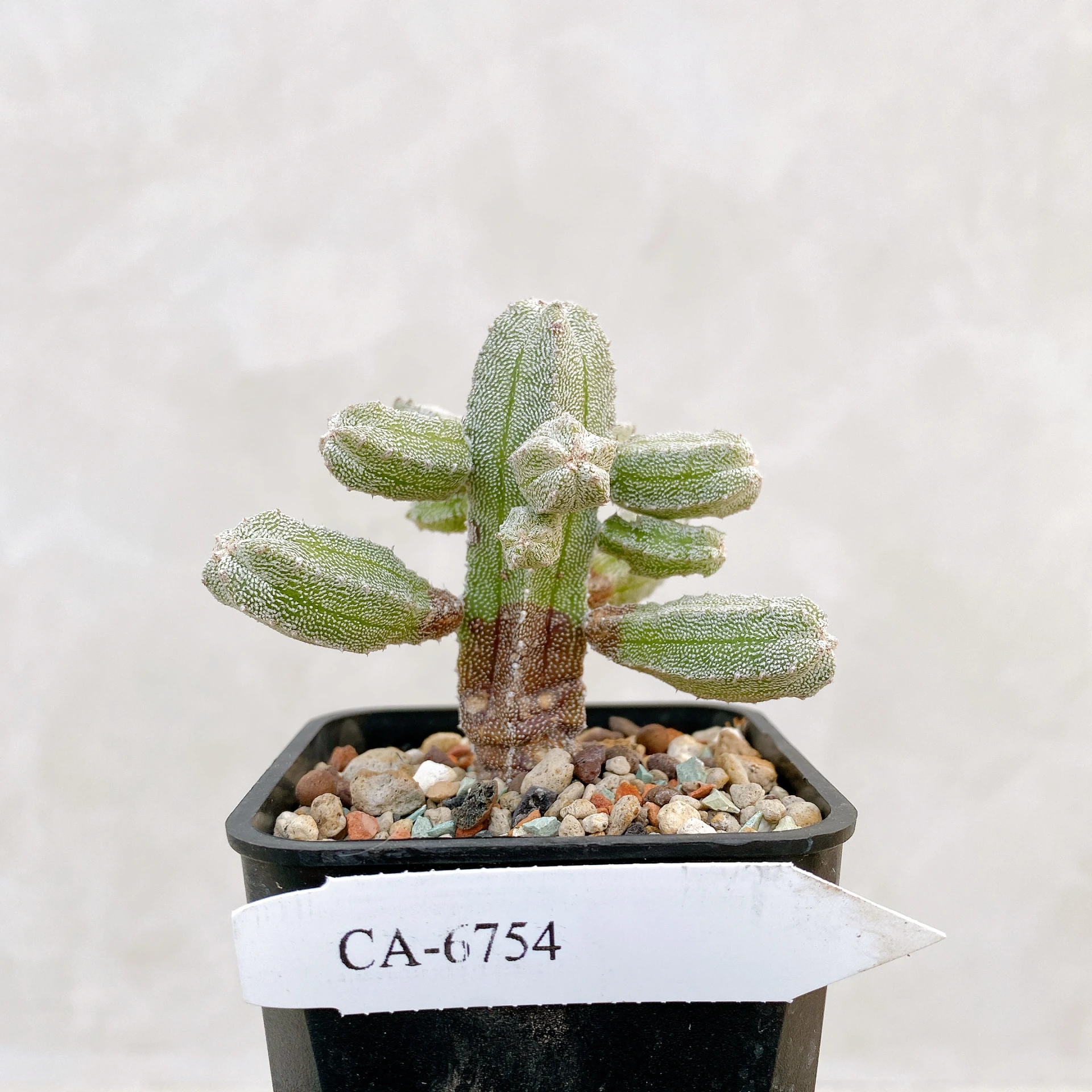 恩塚鸞鳳玉石化 Astrophytum myriostigma ‘Onzuka’ f. monstrose CA-6754