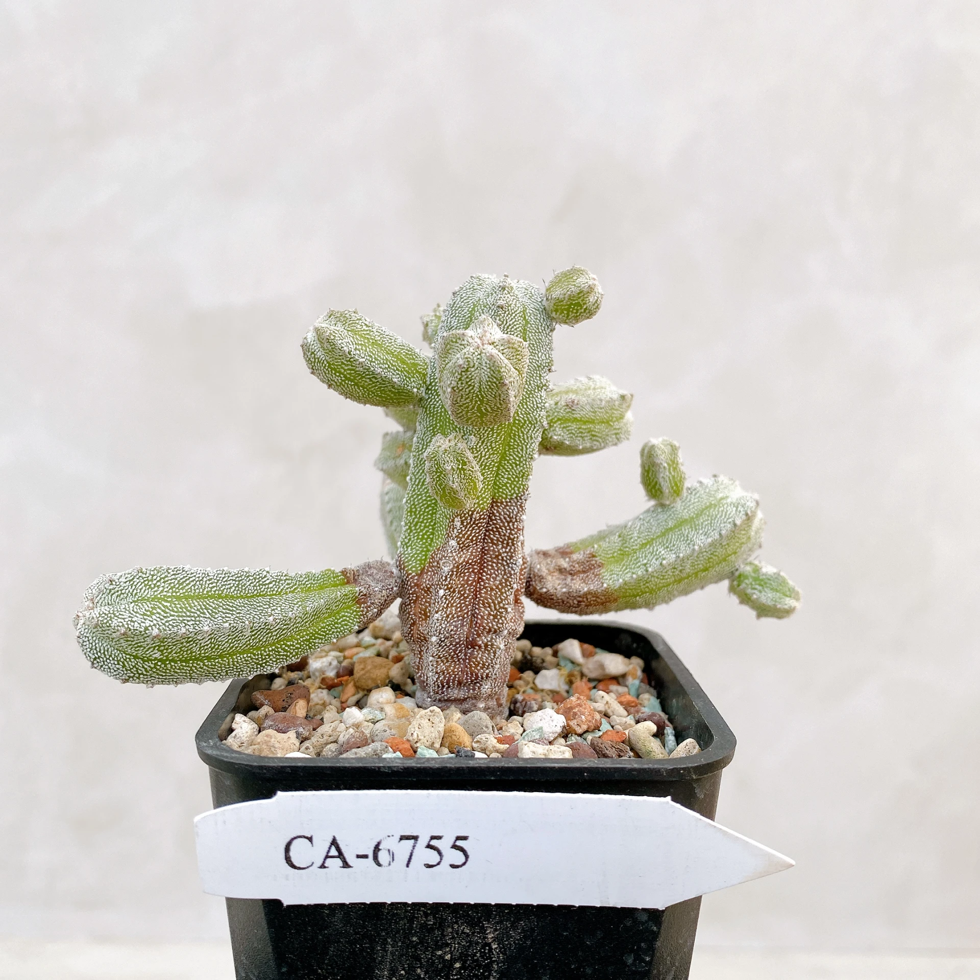恩塚鸞鳳玉石化 Astrophytum myriostigma ‘Onzuka’ f. monstrose CA-6755