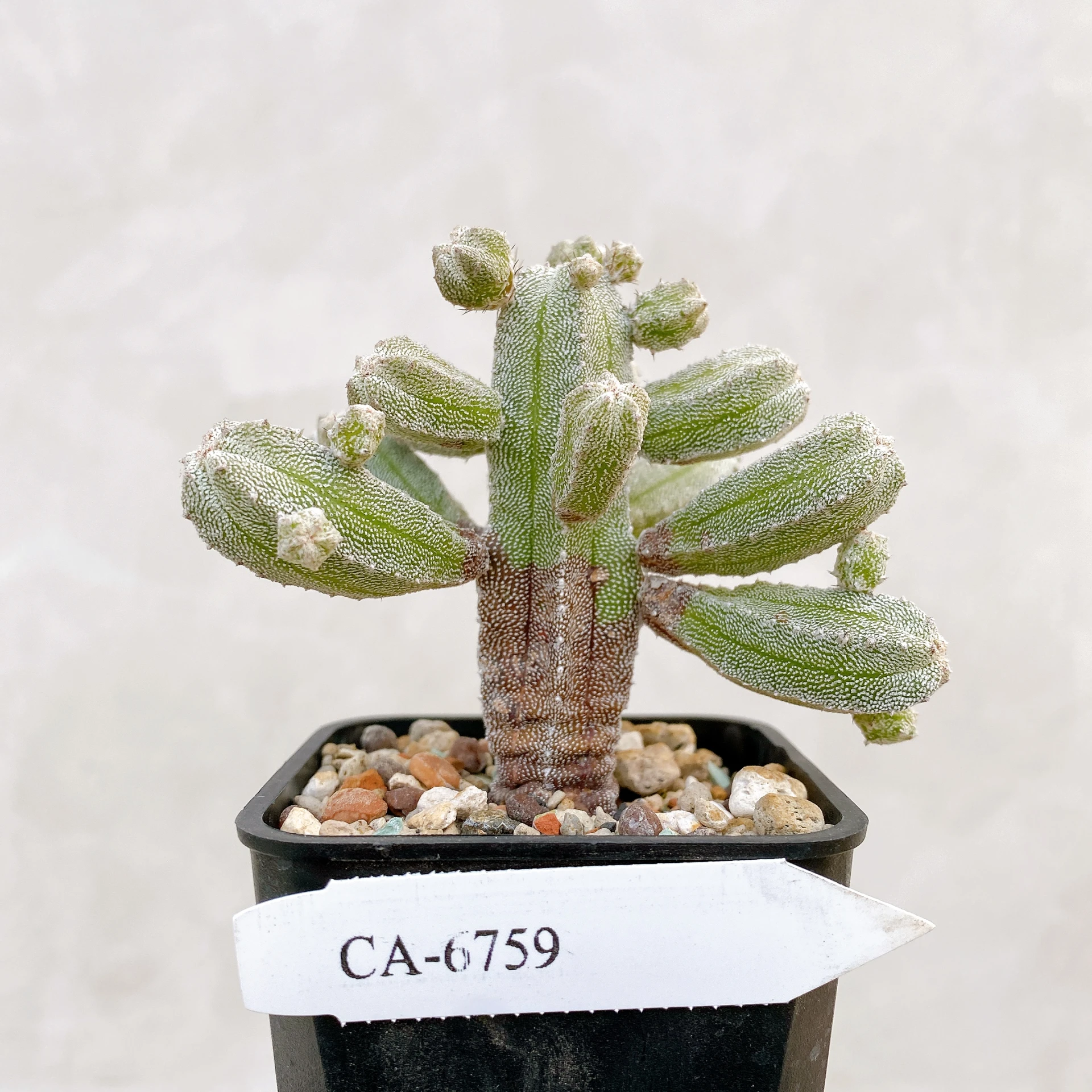 恩塚鸞鳳玉石化 Astrophytum myriostigma ‘Onzuka’ f. monstrose CA-6759