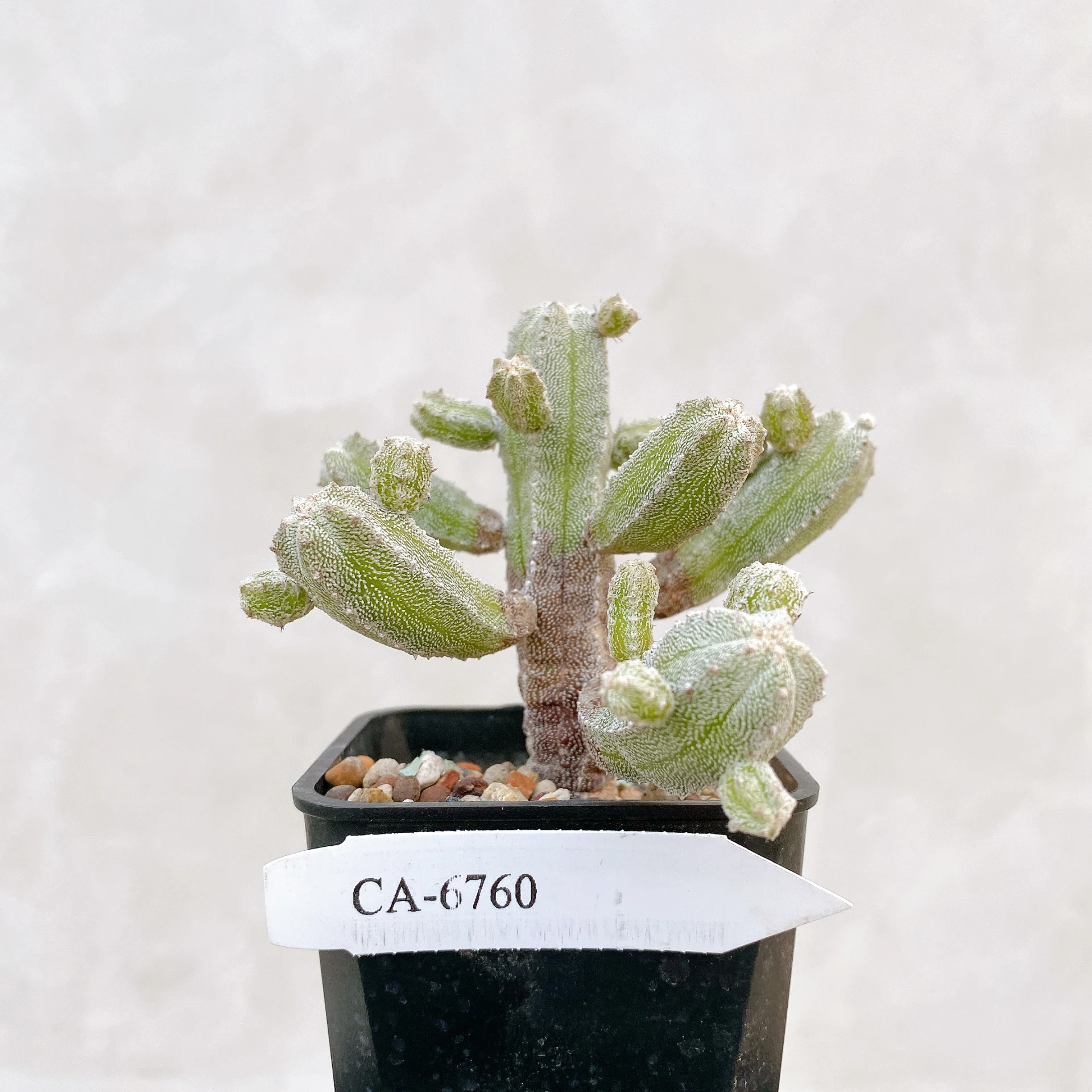 恩塚鸞鳳玉石化 Astrophytum myriostigma ‘Onzuka’ f. monstrose CA-6760