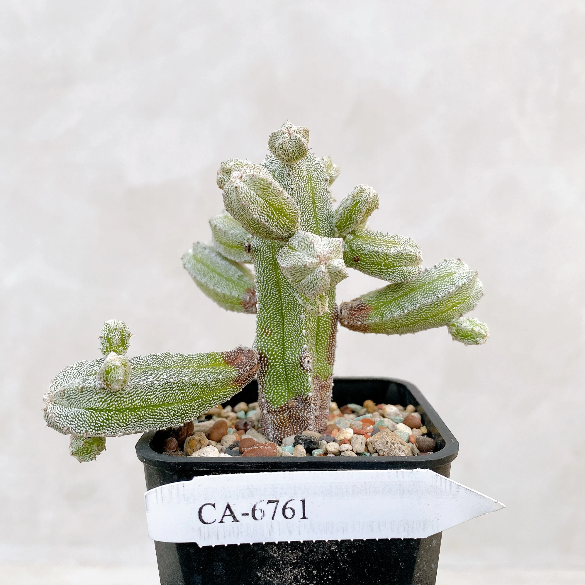 恩塚鸞鳳玉石化 Astrophytum myriostigma ‘Onzuka’ f. monstrose CA-6761