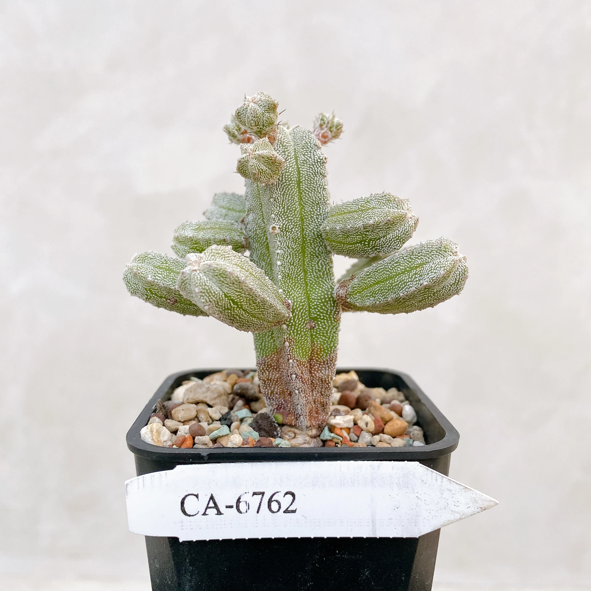 恩塚鸞鳳玉石化 Astrophytum myriostigma ‘Onzuka’ f. monstrose CA-6762