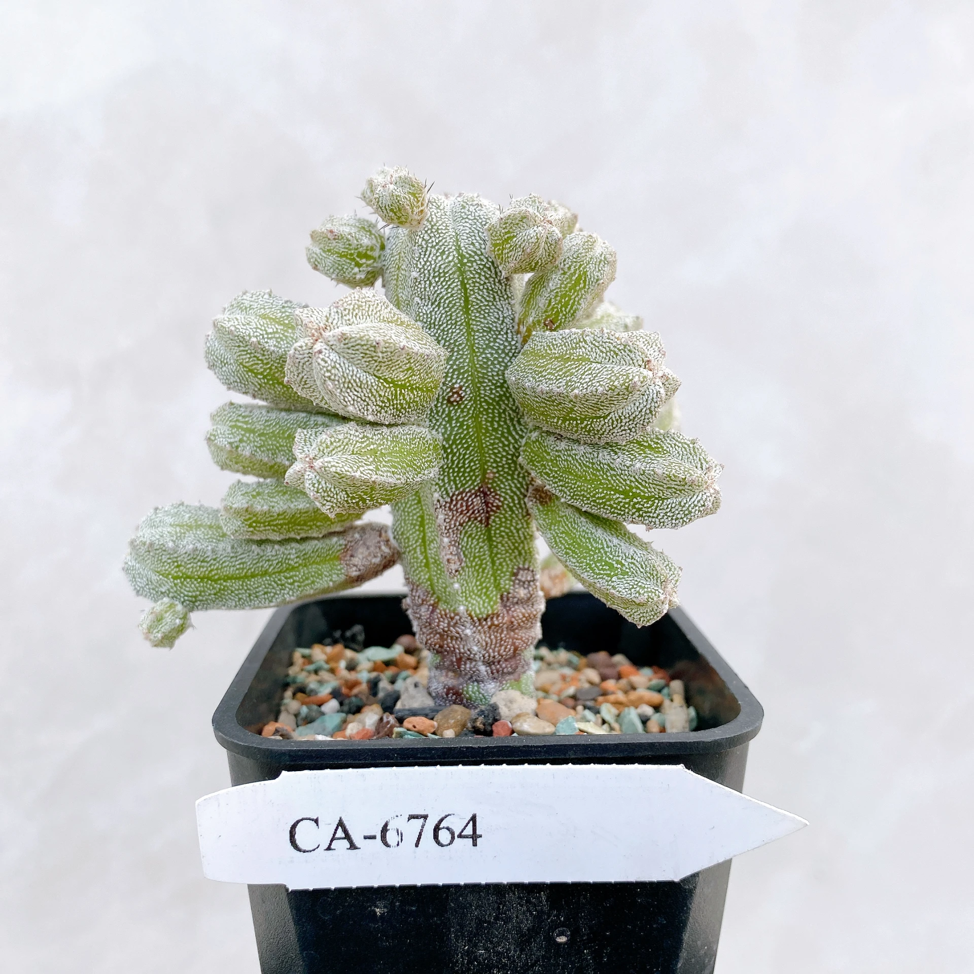 恩塚鸞鳳玉石化 Astrophytum myriostigma ‘Onzuka’ f. monstrose CA-6764