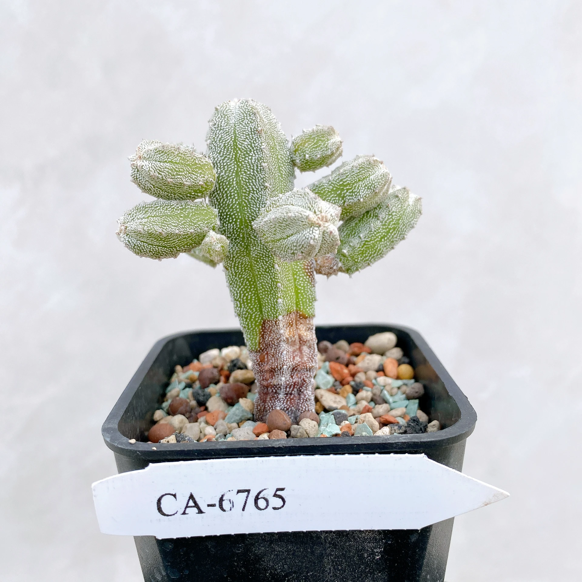恩塚鸞鳳玉石化 Astrophytum myriostigma ‘Onzuka’ f. monstrose CA-6765