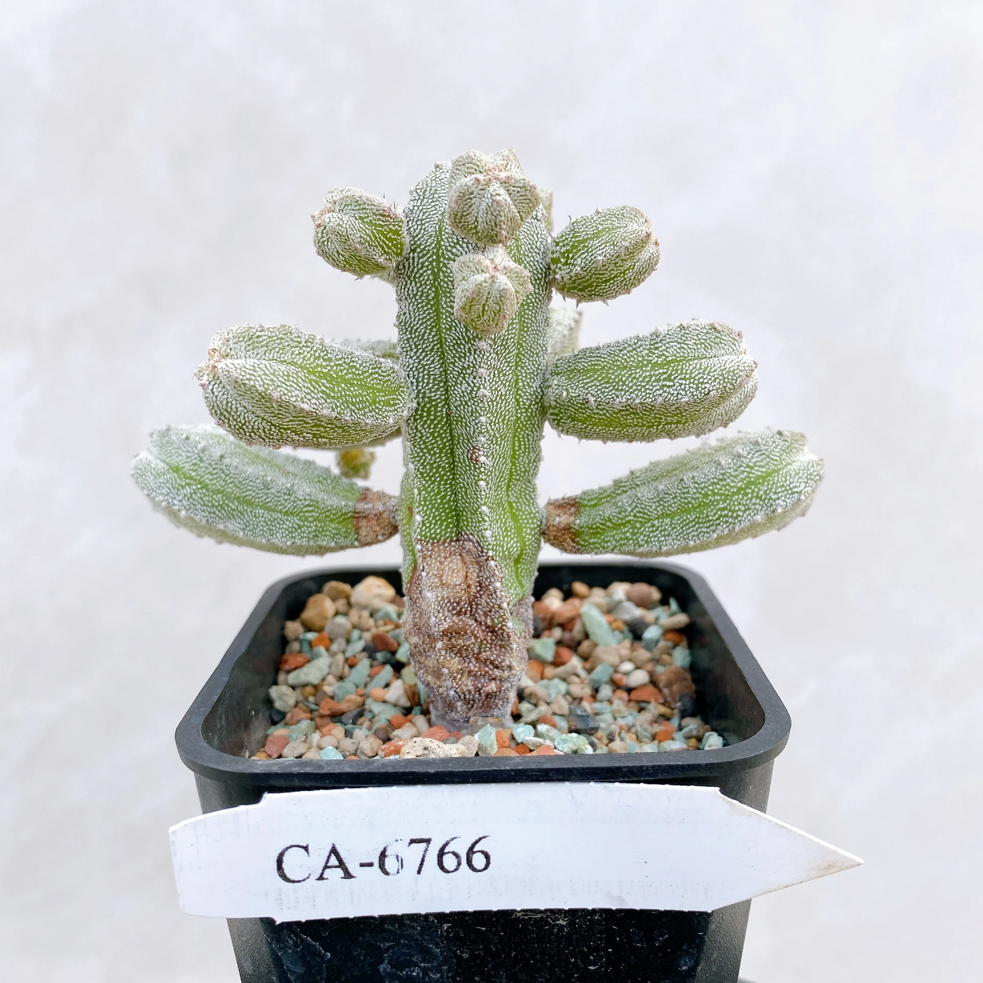 恩塚鸞鳳玉石化 Astrophytum myriostigma ‘Onzuka’ f. monstrose CA-6766