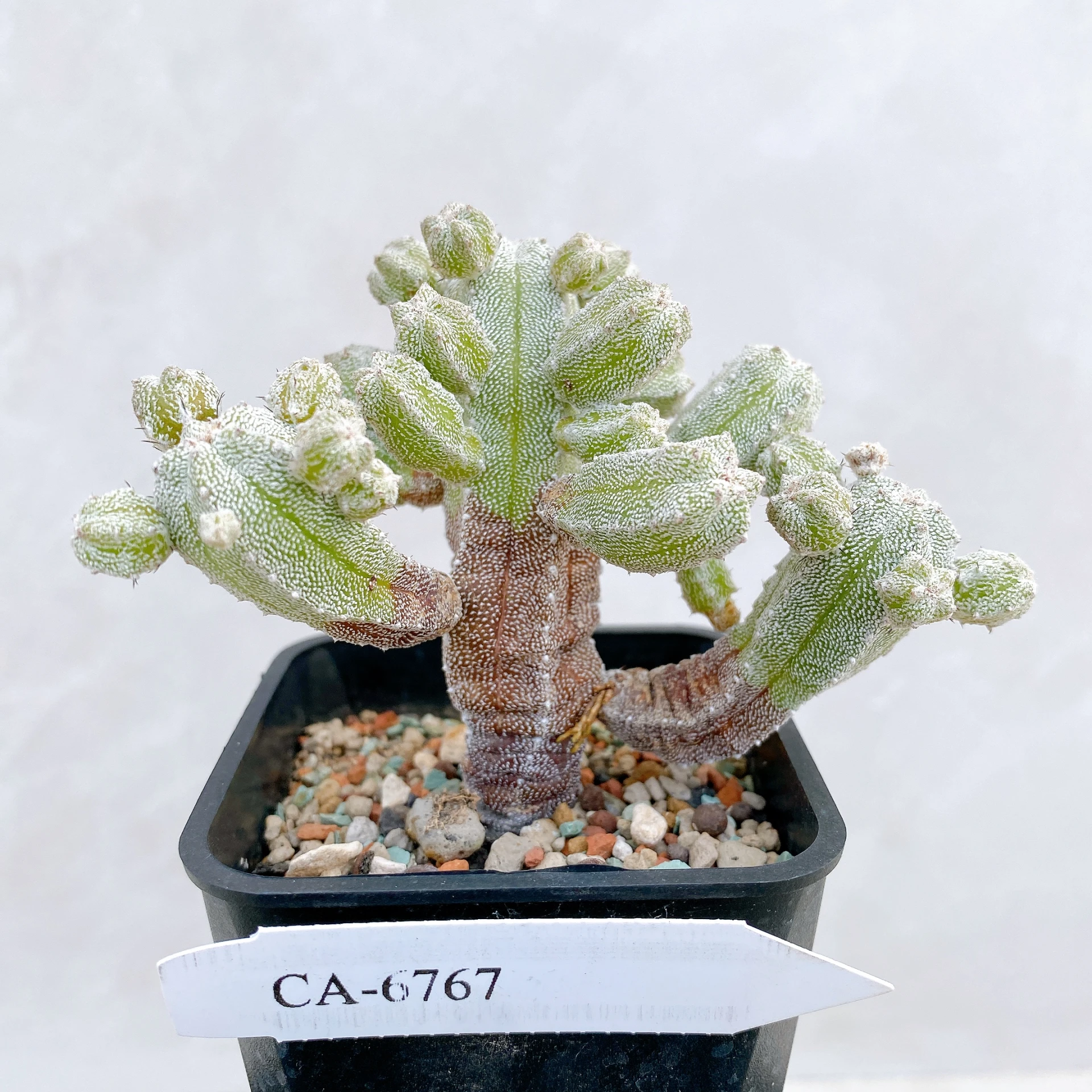 恩塚鸞鳳玉石化 Astrophytum myriostigma ‘Onzuka’ f. monstrose CA-6767