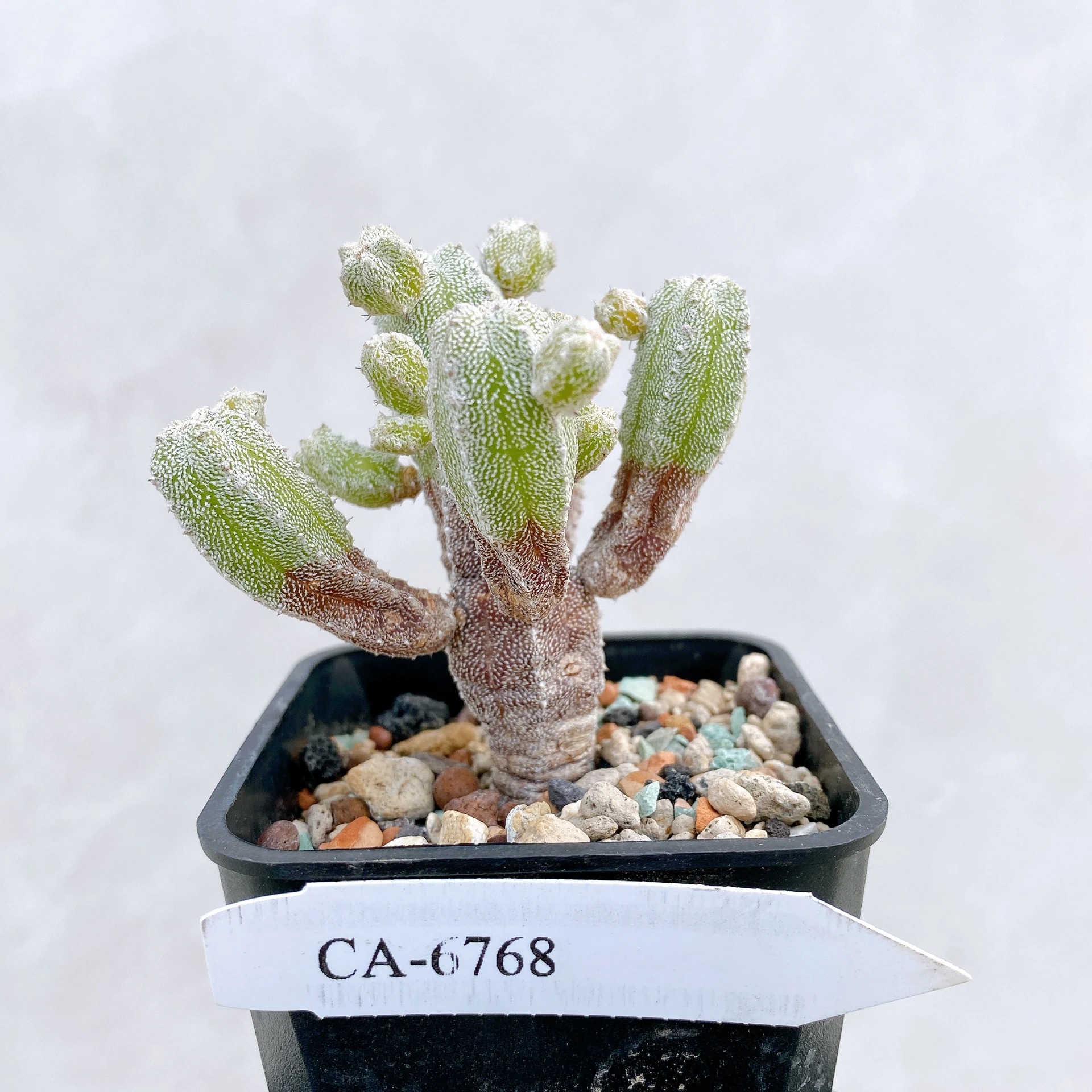 恩塚鸞鳳玉石化 Astrophytum myriostigma ‘Onzuka’ f. monstrose CA-6768