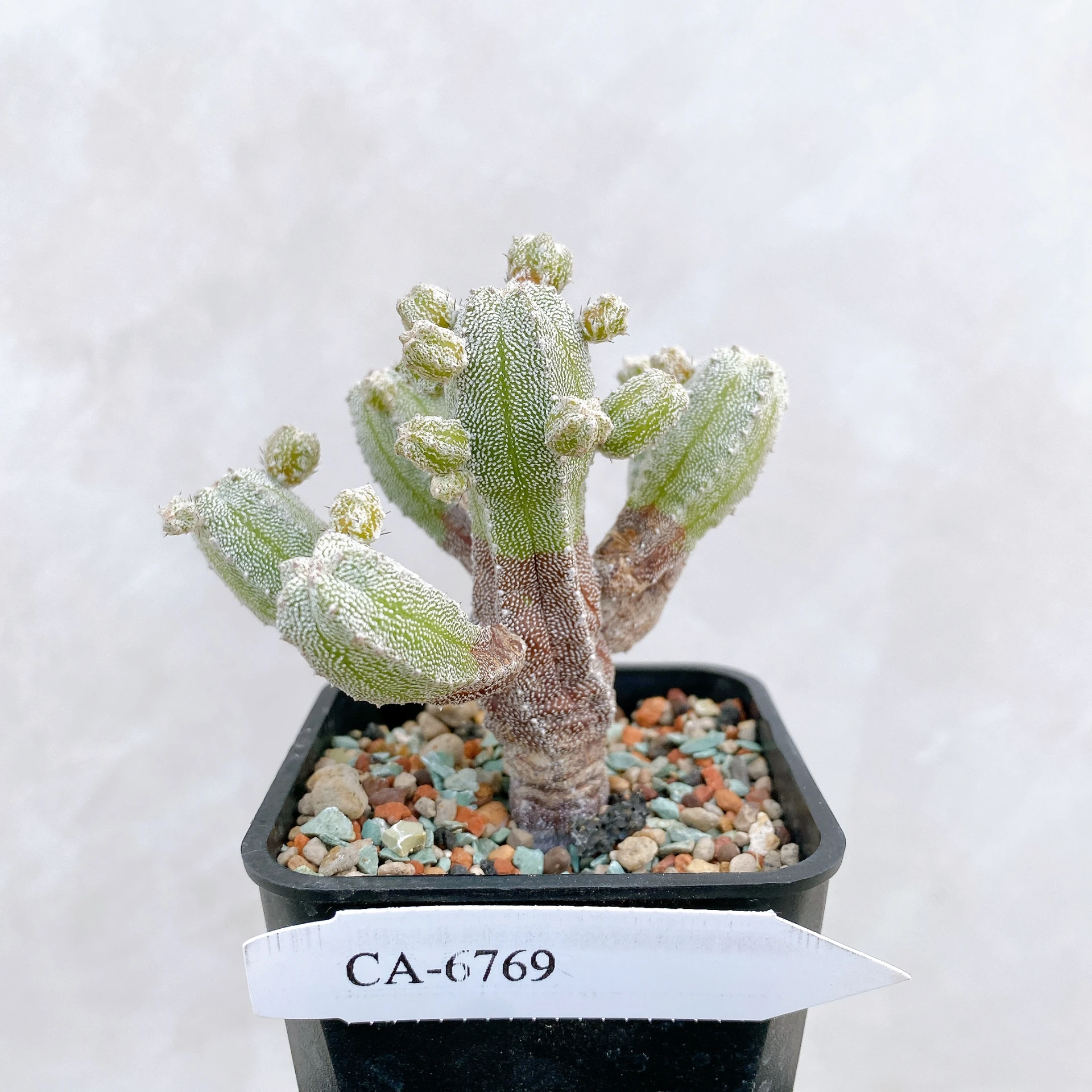 恩塚鸞鳳玉石化 Astrophytum myriostigma ‘Onzuka’ f. monstrose CA-6769