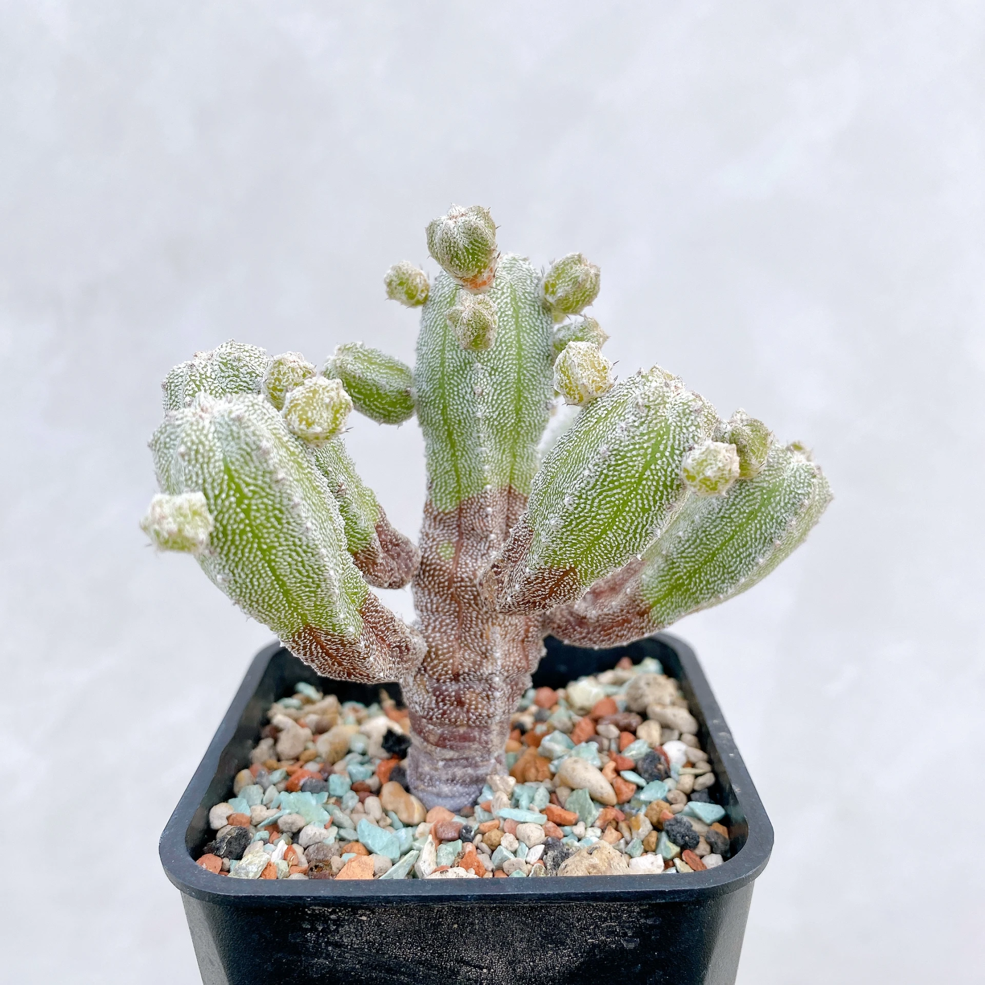 恩塚鸞鳳玉石化 Astrophytum myriostigma ‘Onzuka’ f. monstrose CA-6769