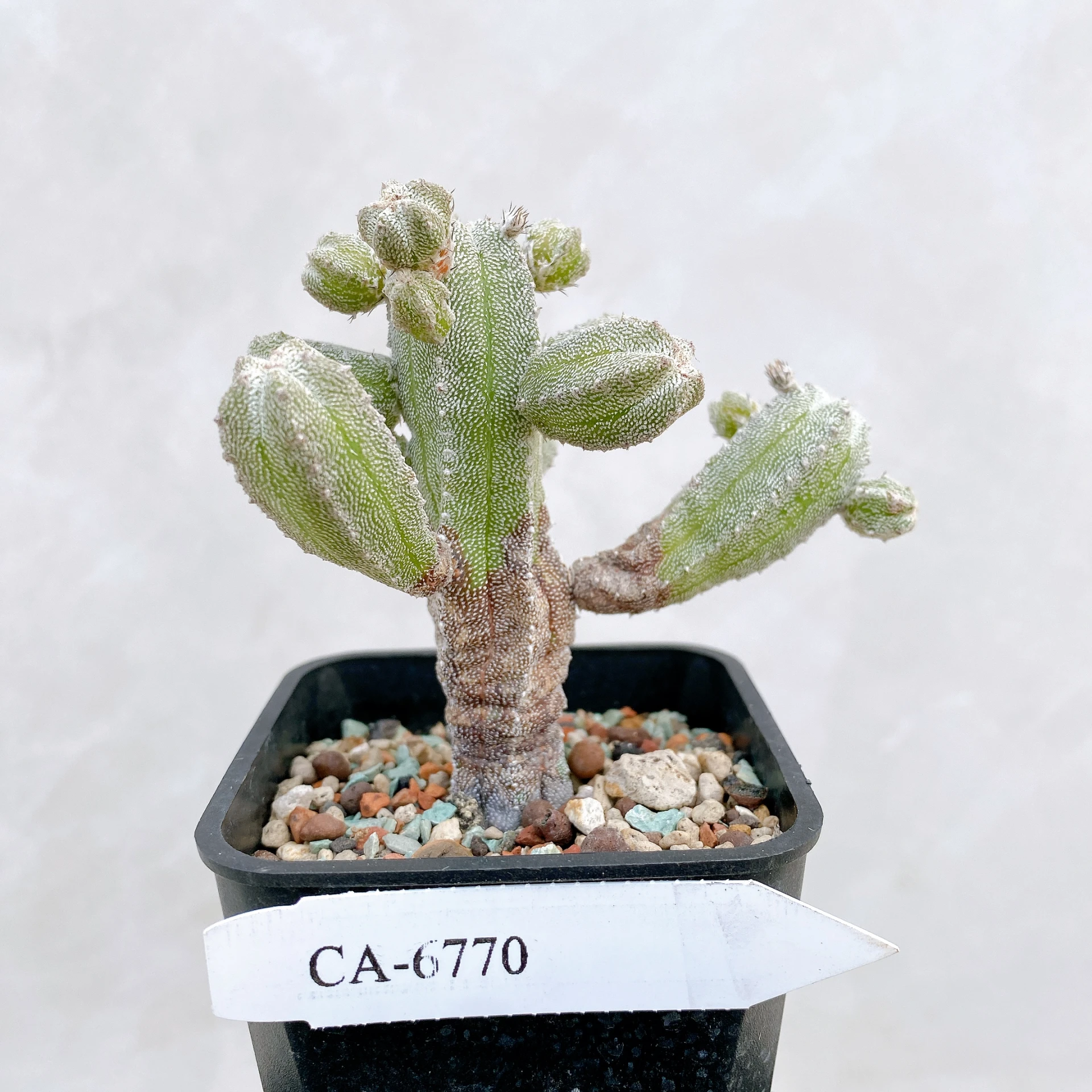 恩塚鸞鳳玉石化 Astrophytum myriostigma ‘Onzuka’ f. monstrose CA-6770