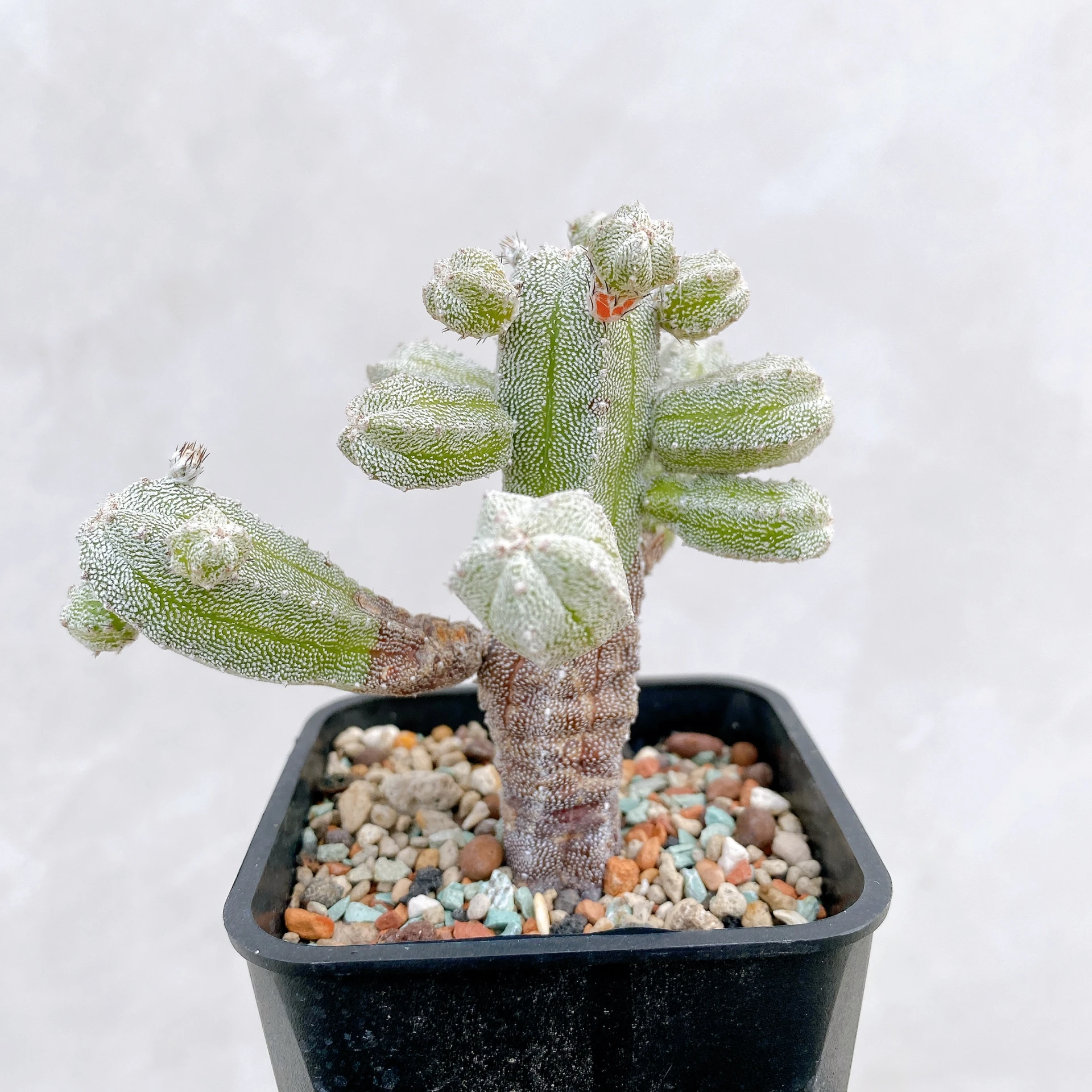 恩塚鸞鳳玉石化 Astrophytum myriostigma ‘Onzuka’ f. monstrose CA-6770